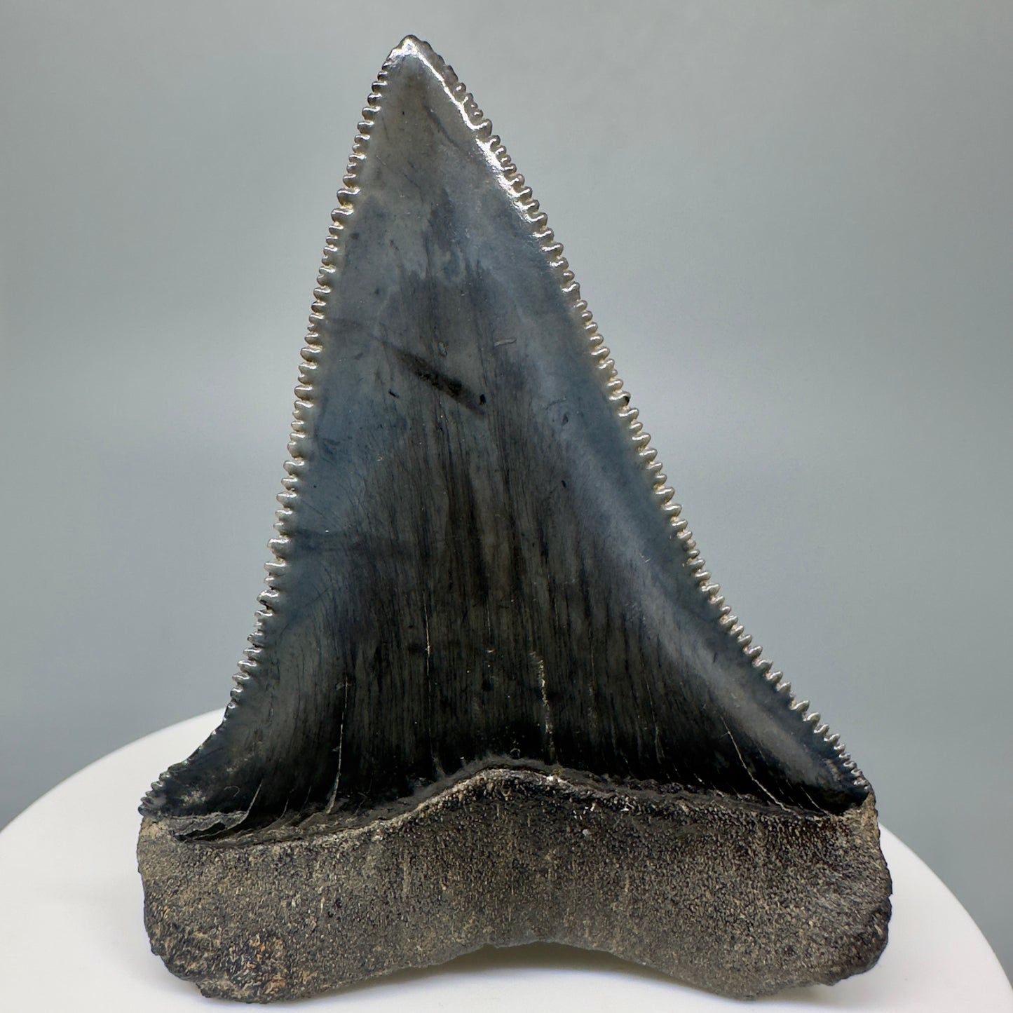 Outstanding, sharply serrated 2.47" Fossil Great White Shark Tooth - South Carolina GW1174 - Back