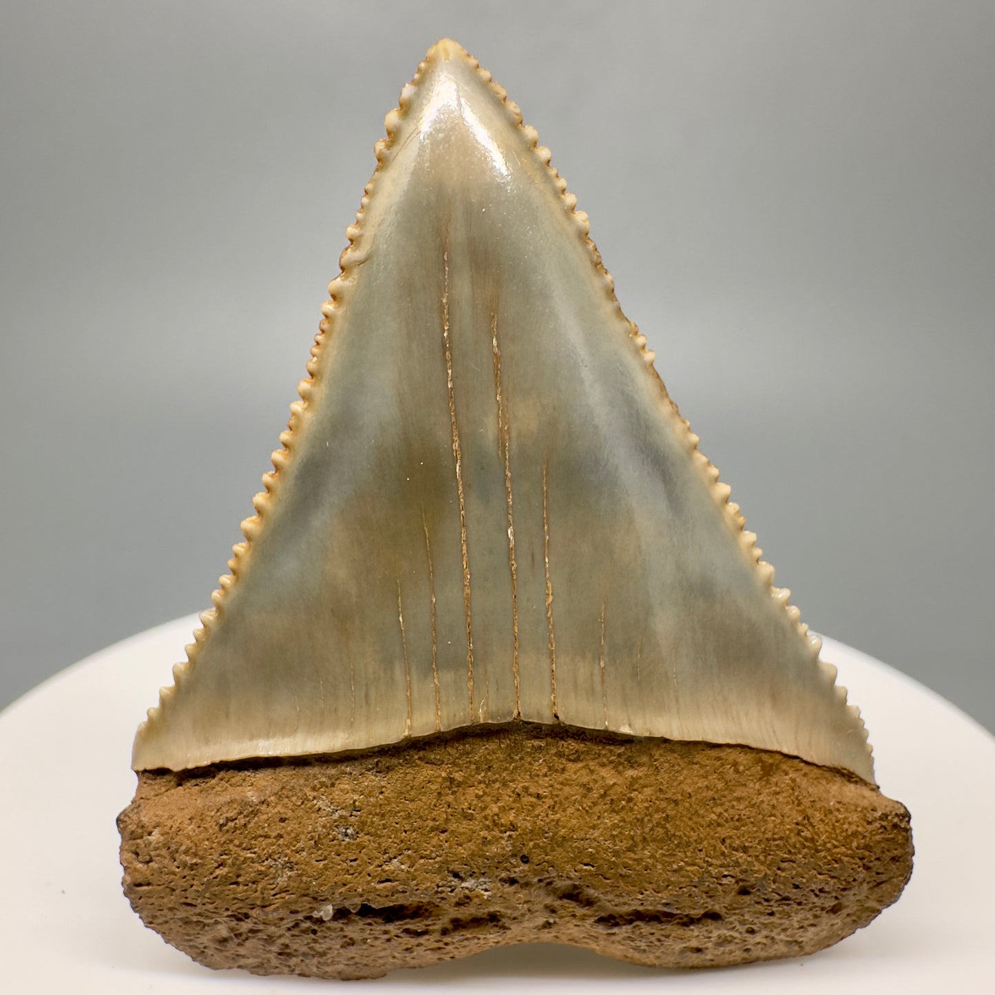 Very colorful, serrated Fossil Great White Shark Tooth 1.79" - South Carolina GW1172 - Front