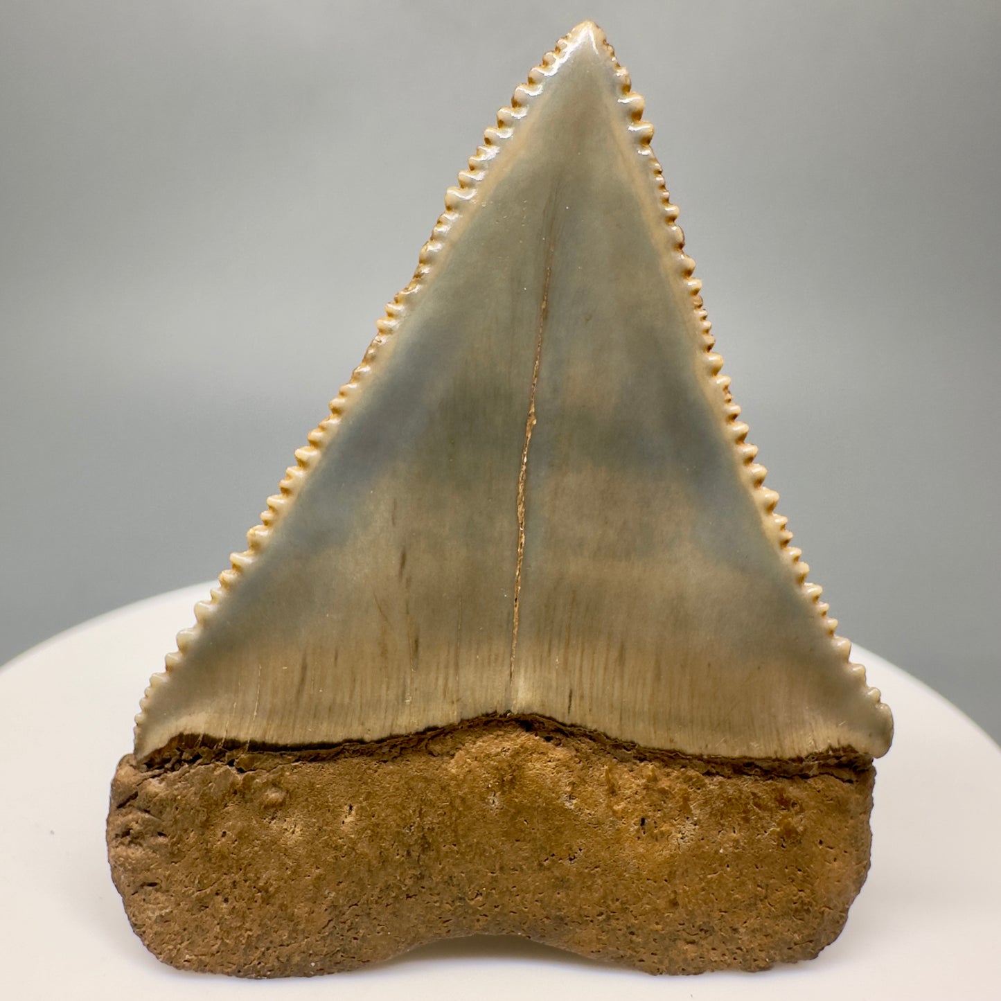 Very colorful, serrated Fossil Great White Shark Tooth 1.79" - South Carolina GW1172 - Back