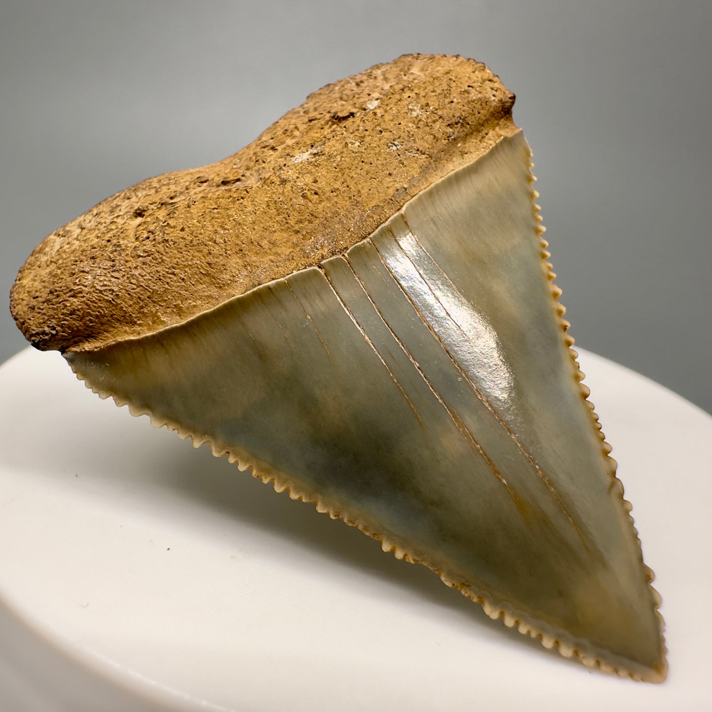 Very colorful, serrated Fossil Great White Shark Tooth 1.79" - South Carolina GW1172 - Front Left