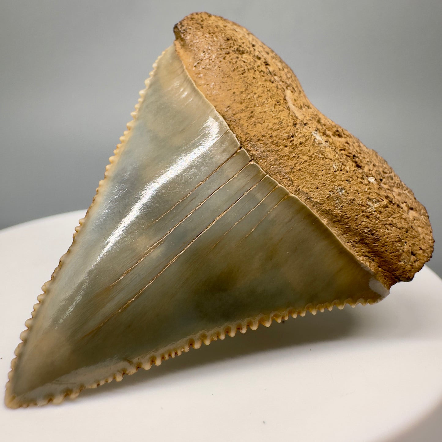 Very colorful, serrated Fossil Great White Shark Tooth 1.79" - South Carolina GW1172 - Front Right