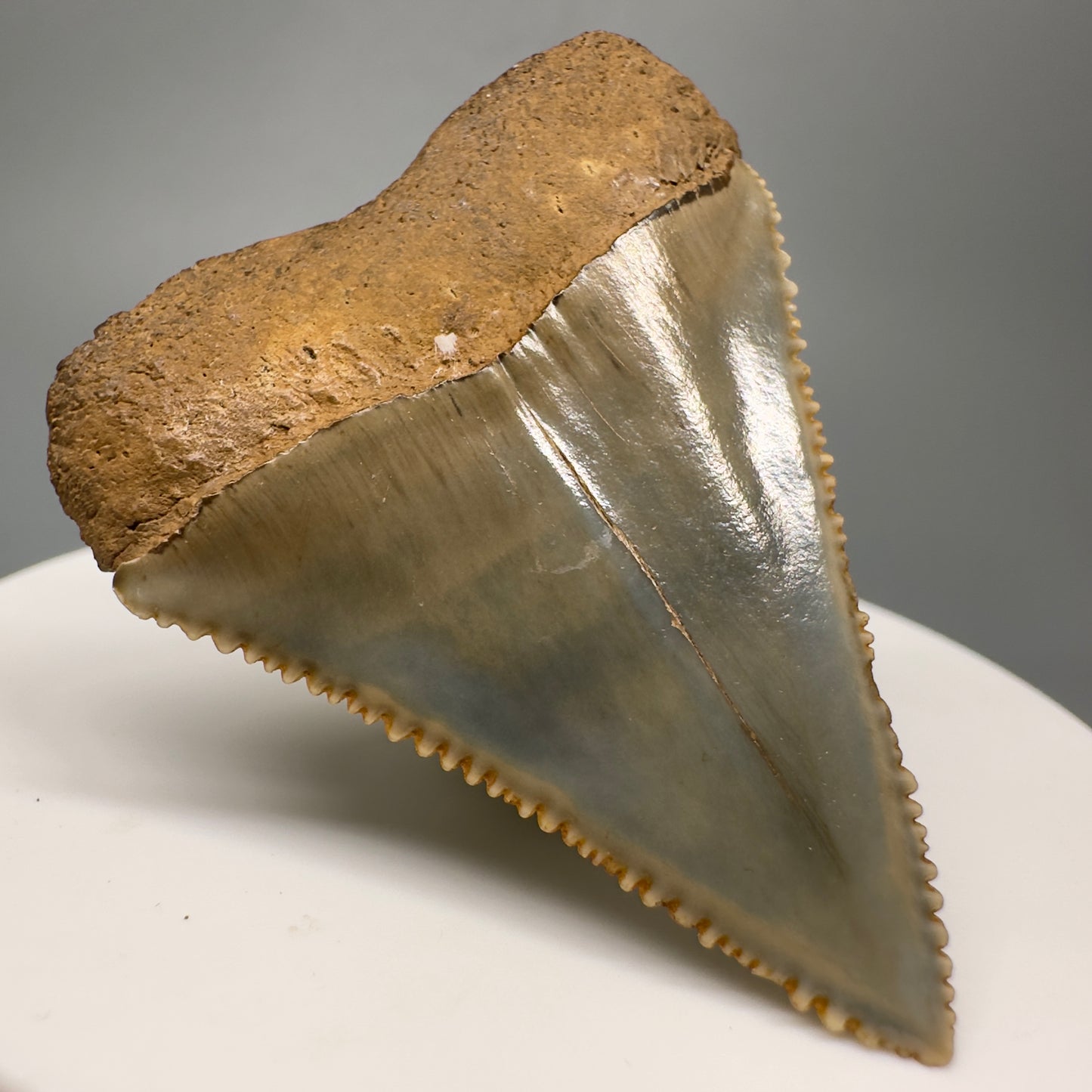 Very colorful, serrated Fossil Great White Shark Tooth 1.79" - South Carolina GW1172 - Back Left