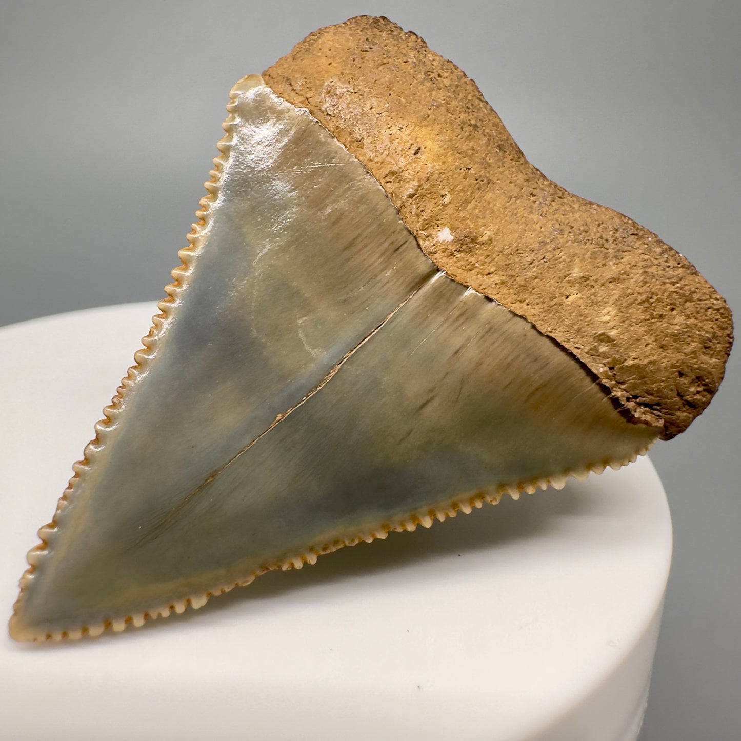 Very colorful, serrated Fossil Great White Shark Tooth 1.79" - South Carolina GW1172 - Back Right