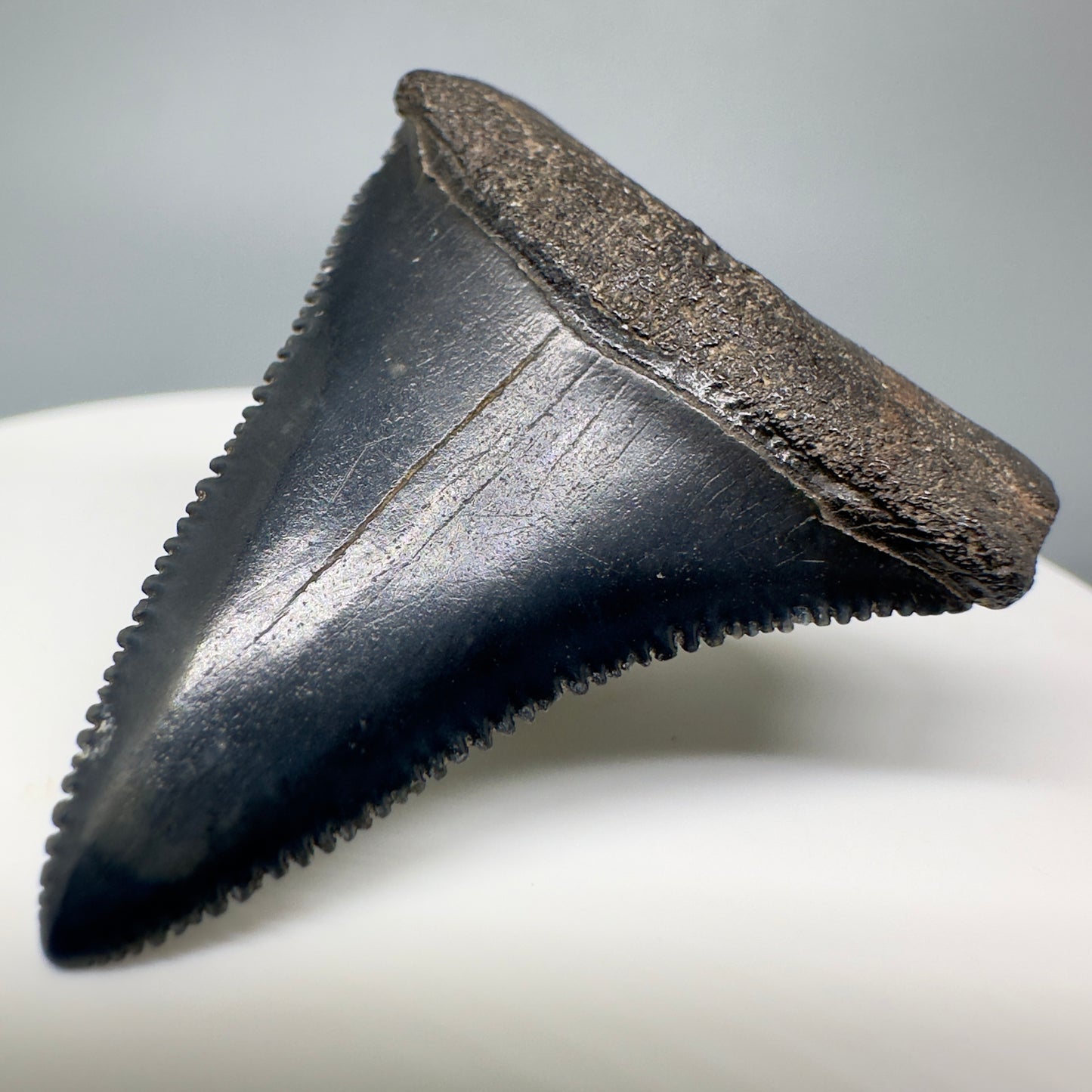 Colorful 1.82 inches Megalodon Tooth from South Carolina CM4552 front