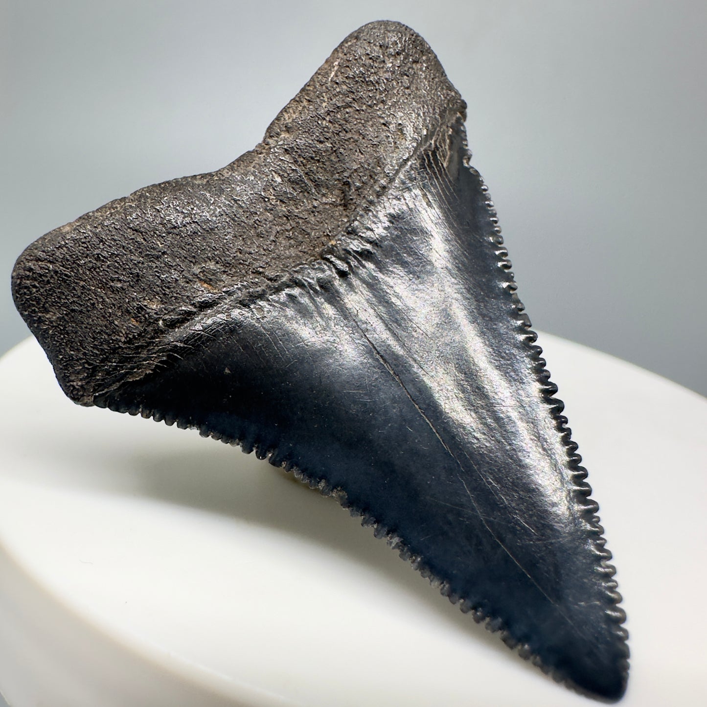 Colorful 1.82 inches Megalodon Tooth from South Carolina CM4552 back