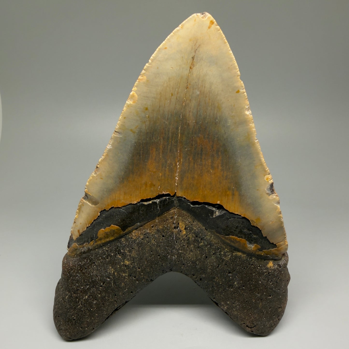 Back View 6.53" Authentic Megalodon Tooth – Extra Large Fossil from North Carolina | Collector Megalodon Teeth for Sale CM5621