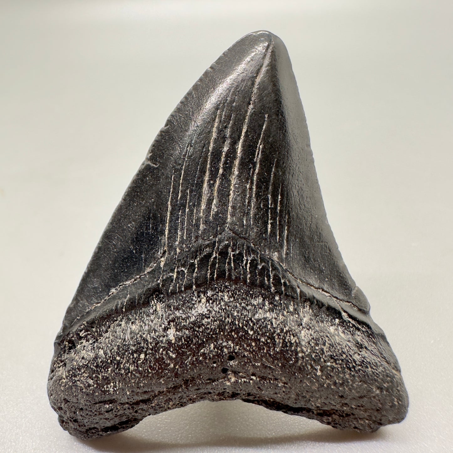 Dark colors 1.92" Authentic Fossil Megalodon Tooth from South Carolina - Front