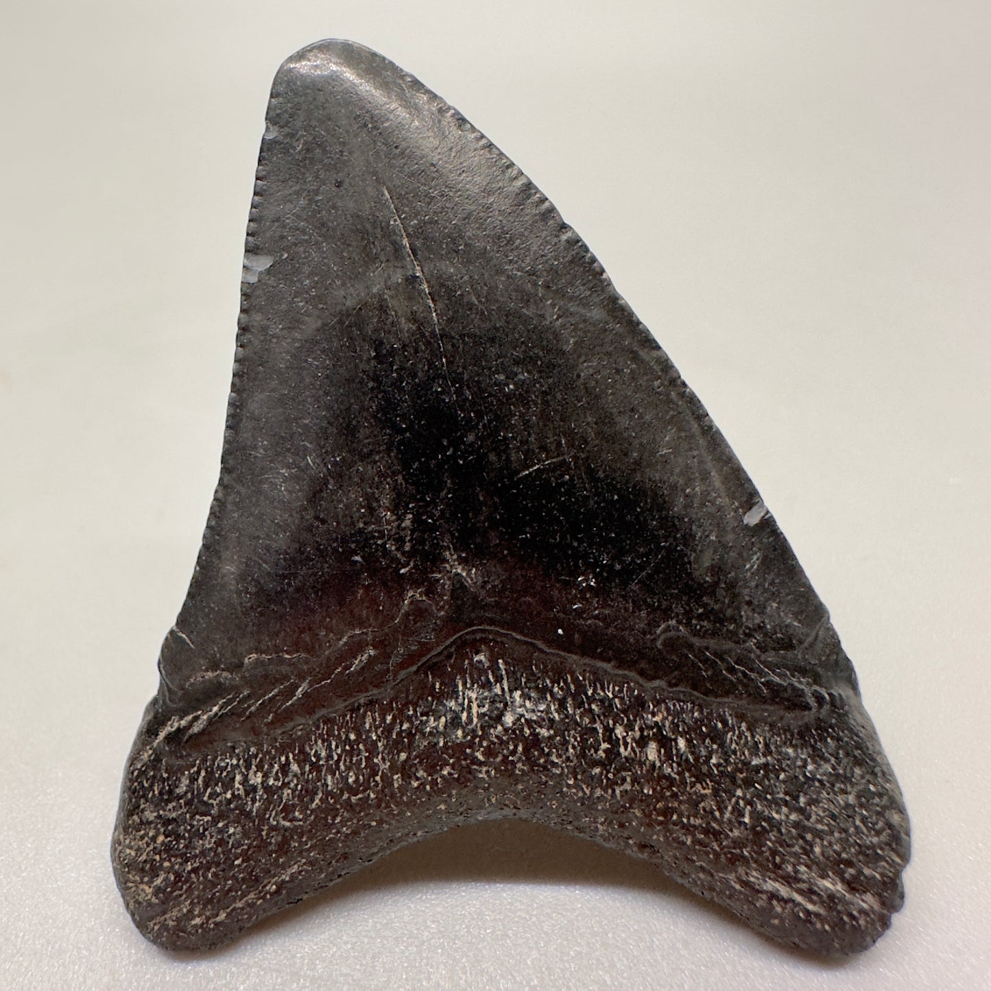 Dark colors 1.92" Authentic Fossil Megalodon Tooth from South Carolina - Back