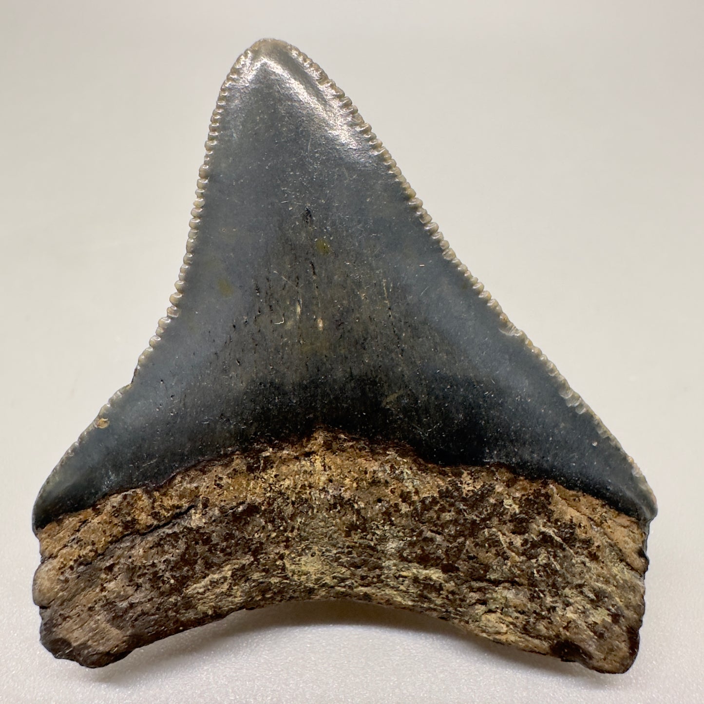 Dark colors 1.96" Authentic Fossil Megalodon Tooth from North Carolina - Back