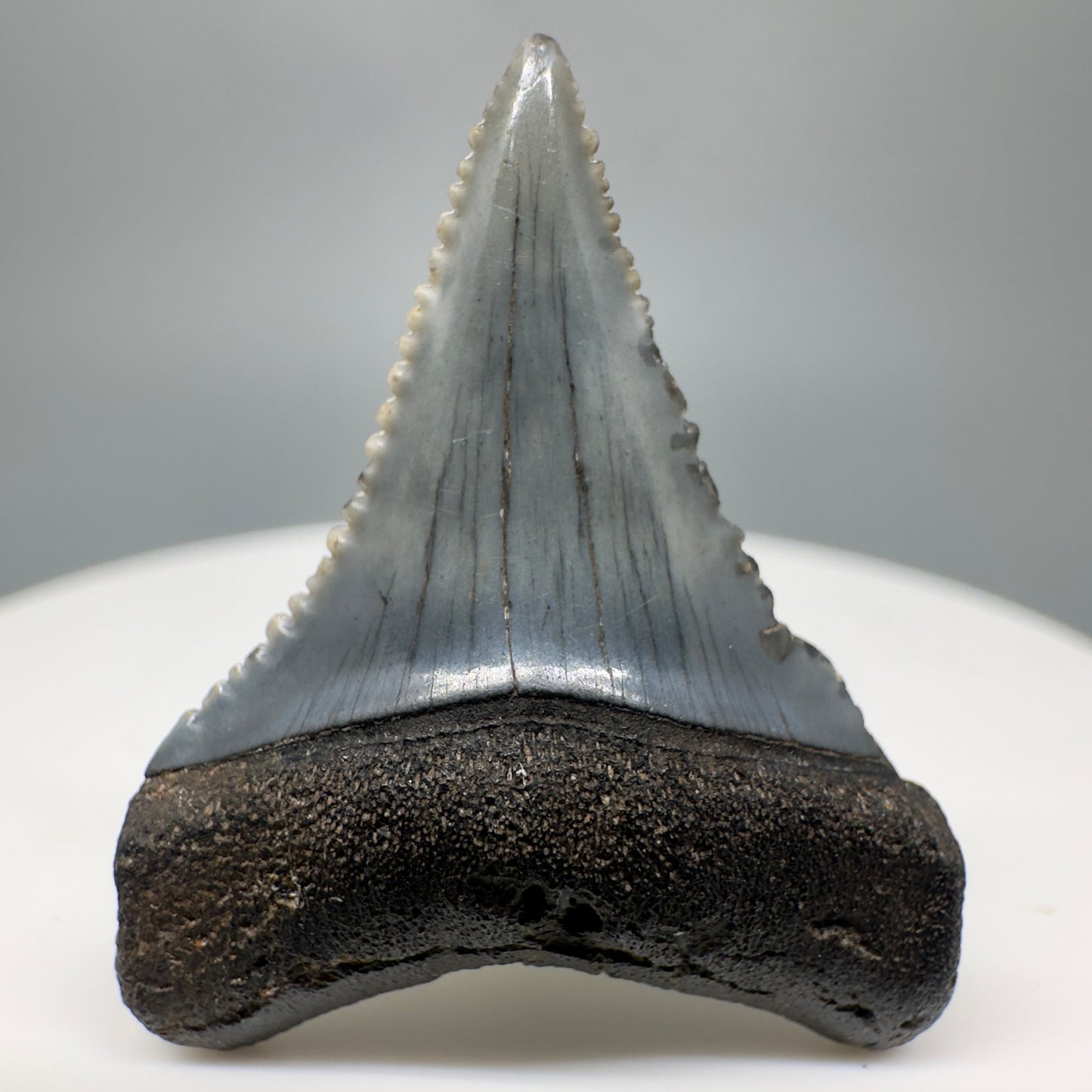 Sharply serrated posterior 2.01" Authentic Fossil Megalodon Tooth from South Carolina- Back