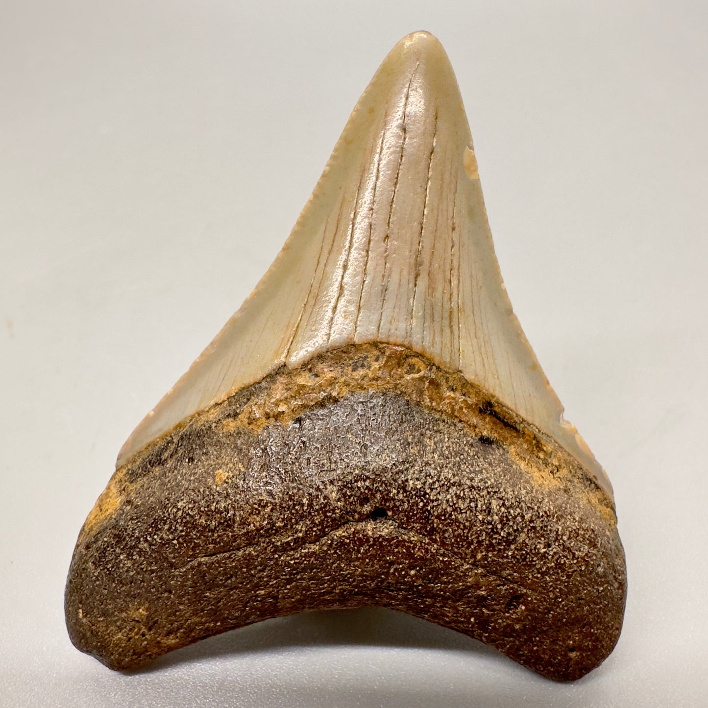 Colorful 2.41" Fossil Megalodon Shark Tooth from North Carolina Diving Discovery- Front