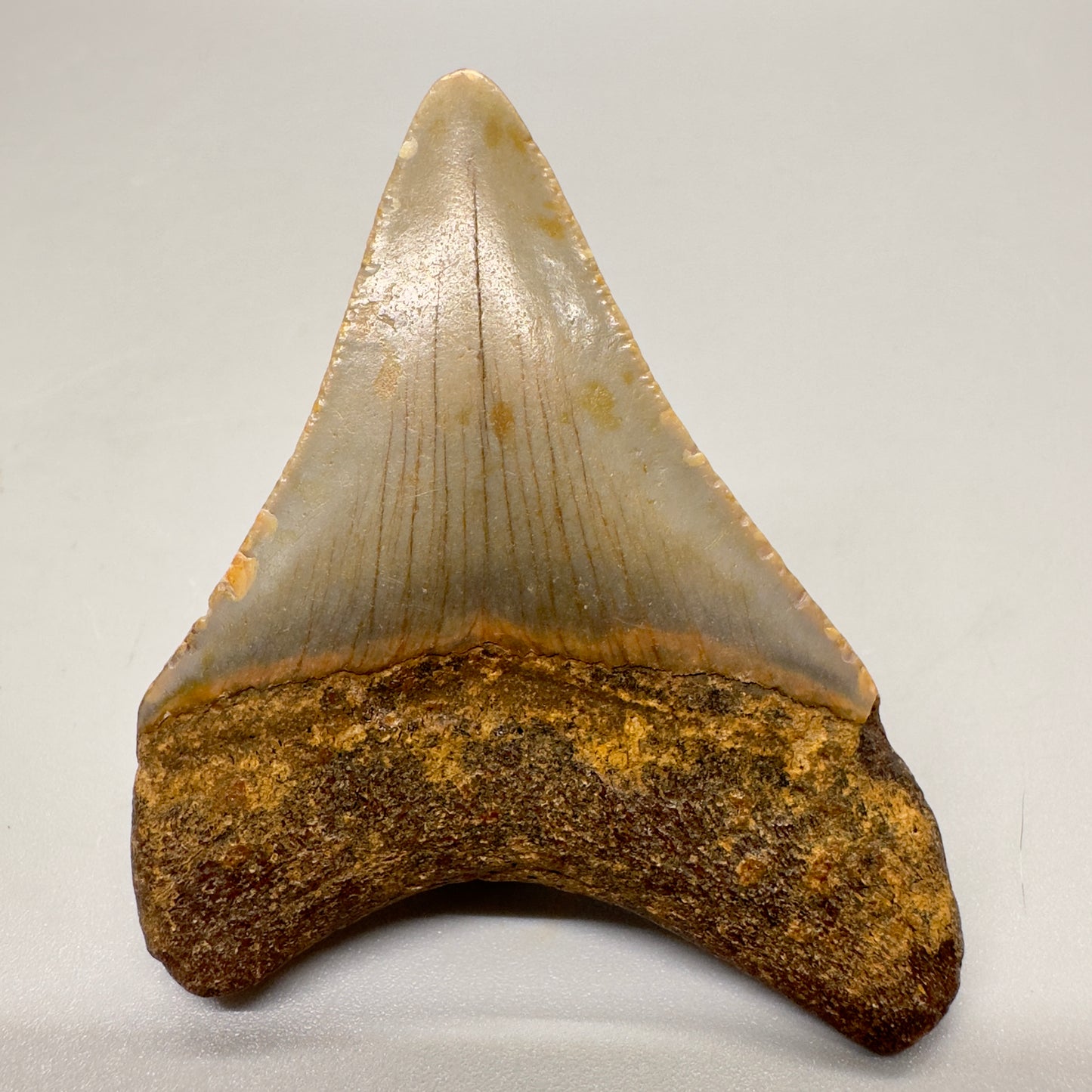 Colorful 2.41" Fossil Megalodon Shark Tooth from North Carolina Diving Discovery- Back