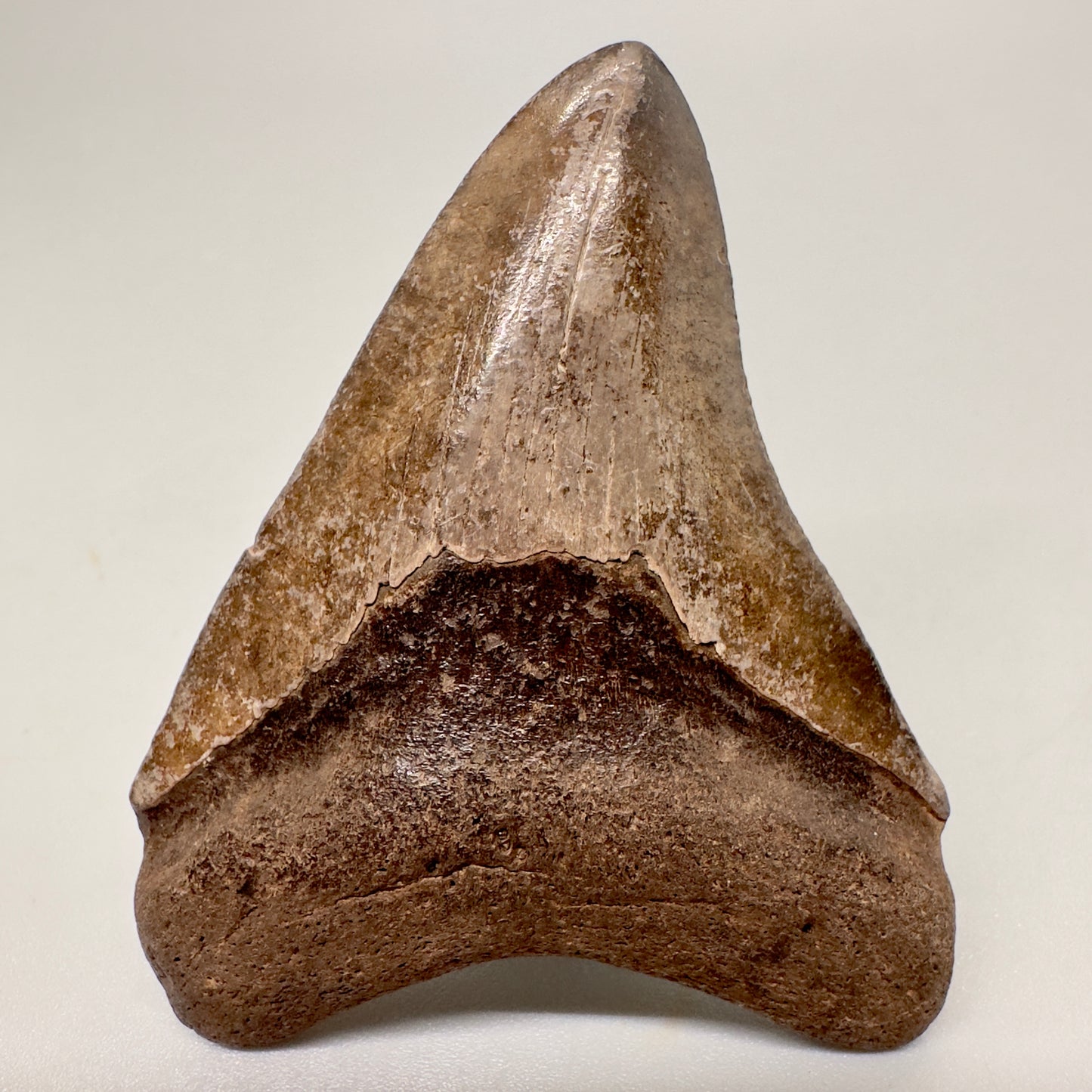 2.59" Megalodon Tooth Fossil from Southeastern Georgia: Exquisite Brown Serrated - Front