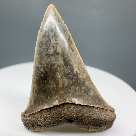 Colorful 1.42" Fossil Transitional Great White Tooth from Oceanside, California GW1166 - Front