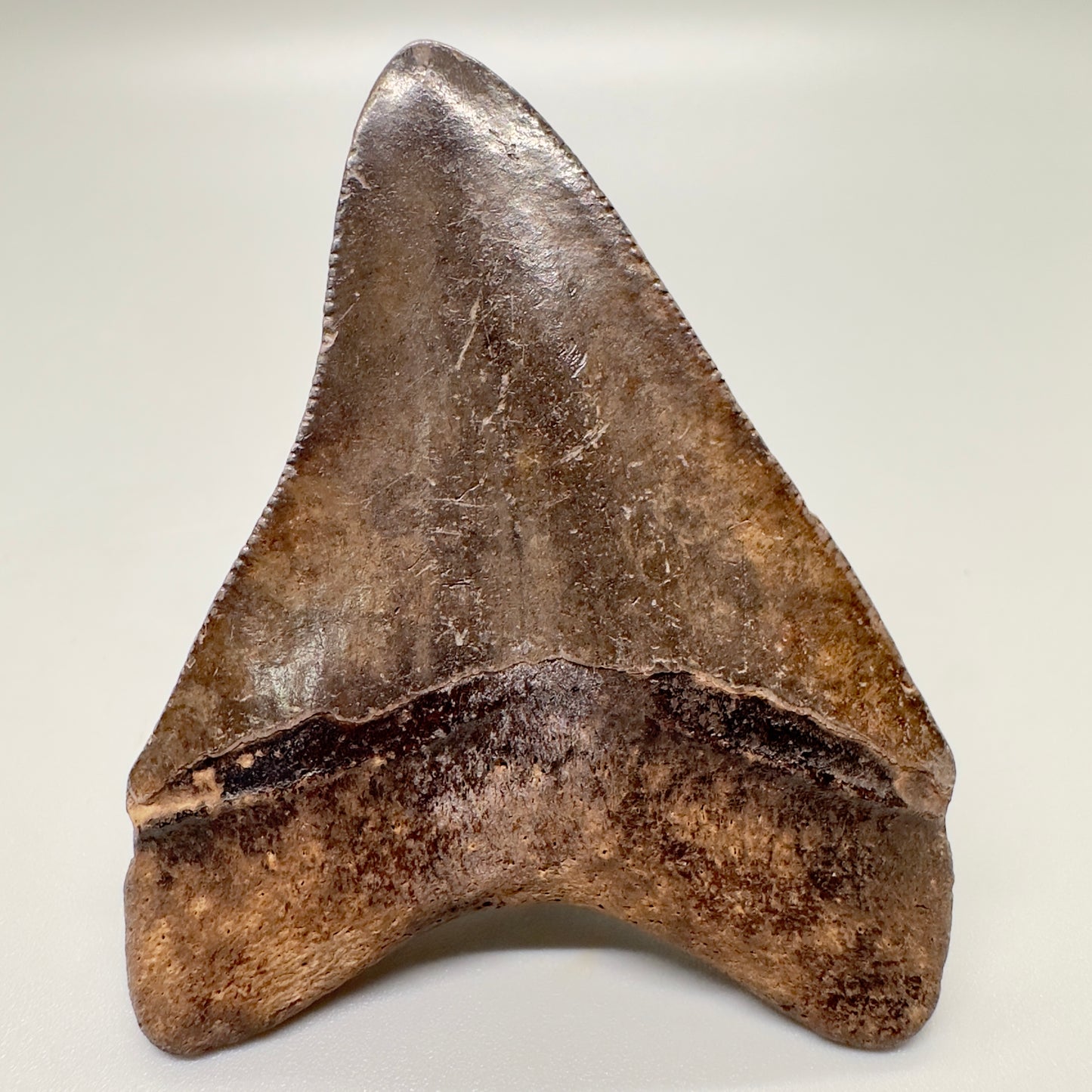 2.59" Megalodon Tooth Fossil from Southeastern Georgia: Exquisite Brown Serrated - Back
