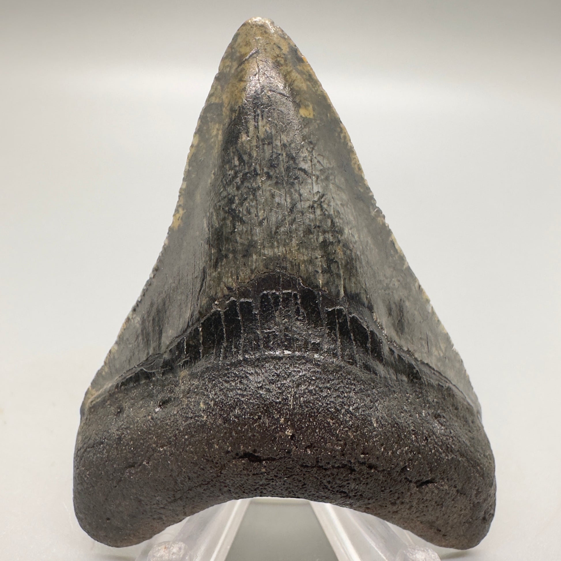 Very Colorful 2.78" Fossil Megalodon Tooth from North Carolina Diving Discovery- Front