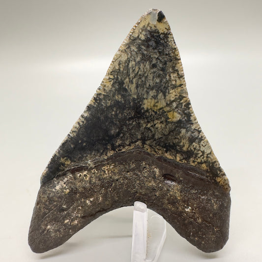 Very Colorful 2.78" Fossil Megalodon Tooth from North Carolina Diving Discovery- Back