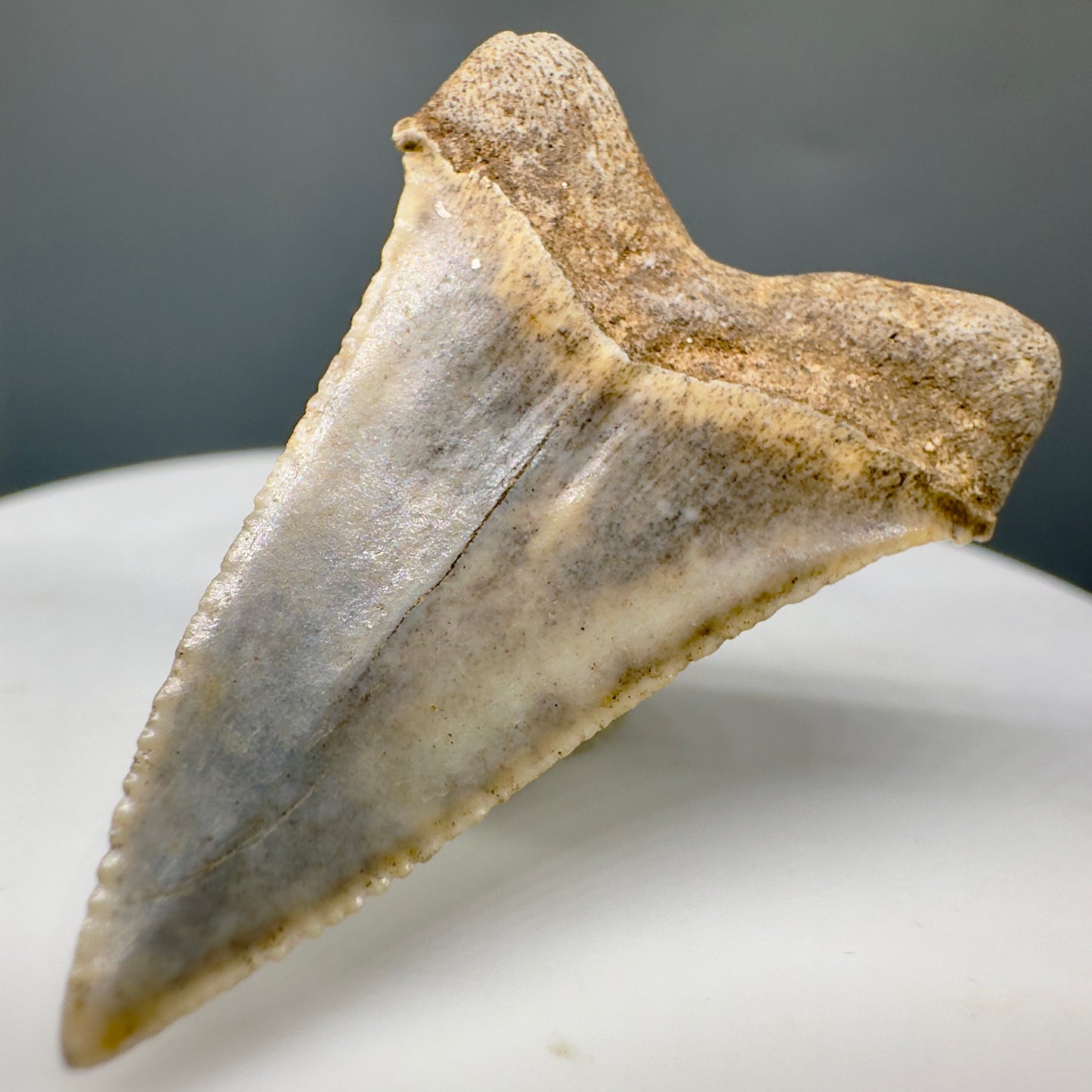 Very Colorful 2.90" Fossil Megalodon Tooth from North Carolina Diving Discovery CM4563- Front