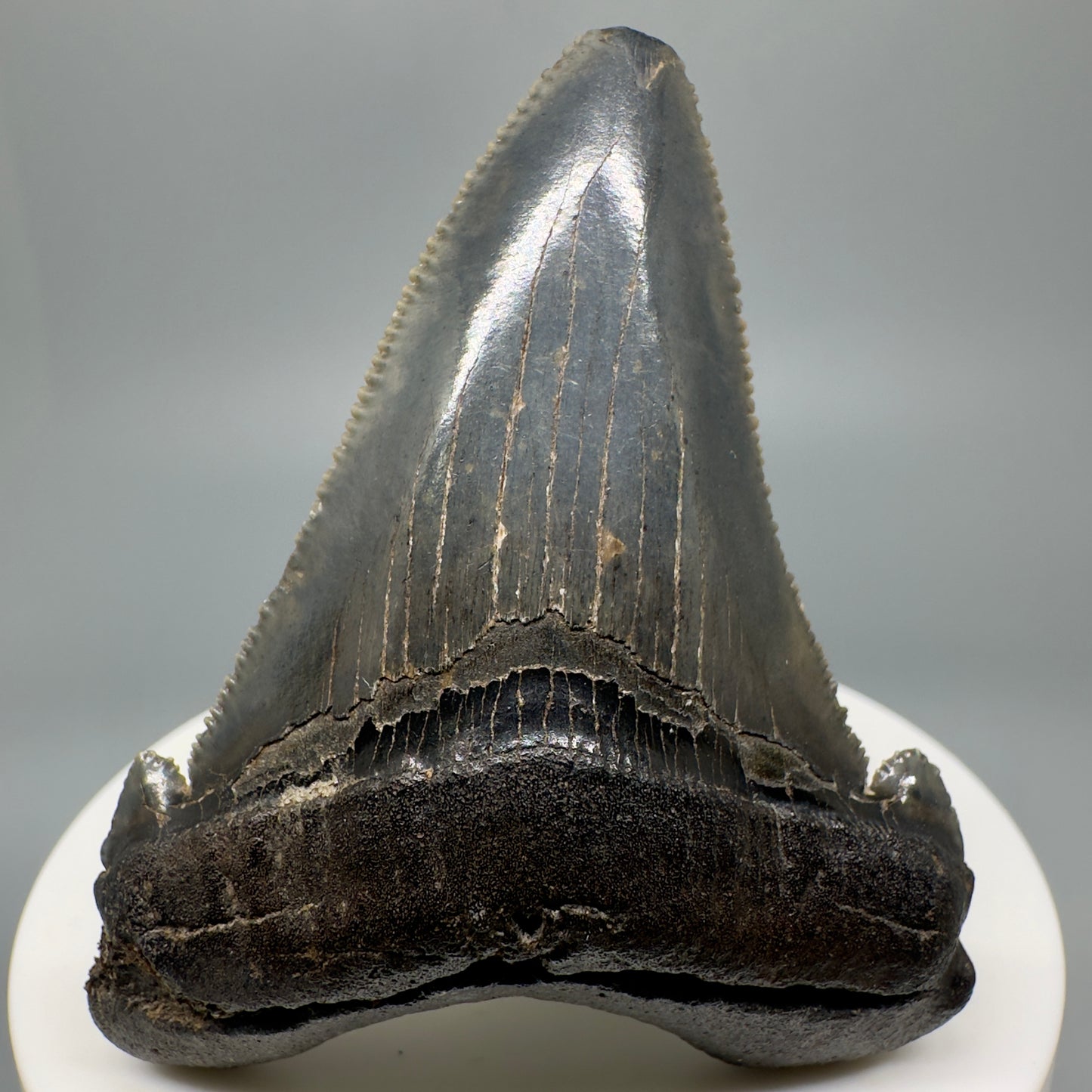 Colorful 2.45" Serrated Fossil Carcharocles angustidens Shark Tooth from South Carolina AN437 - Front