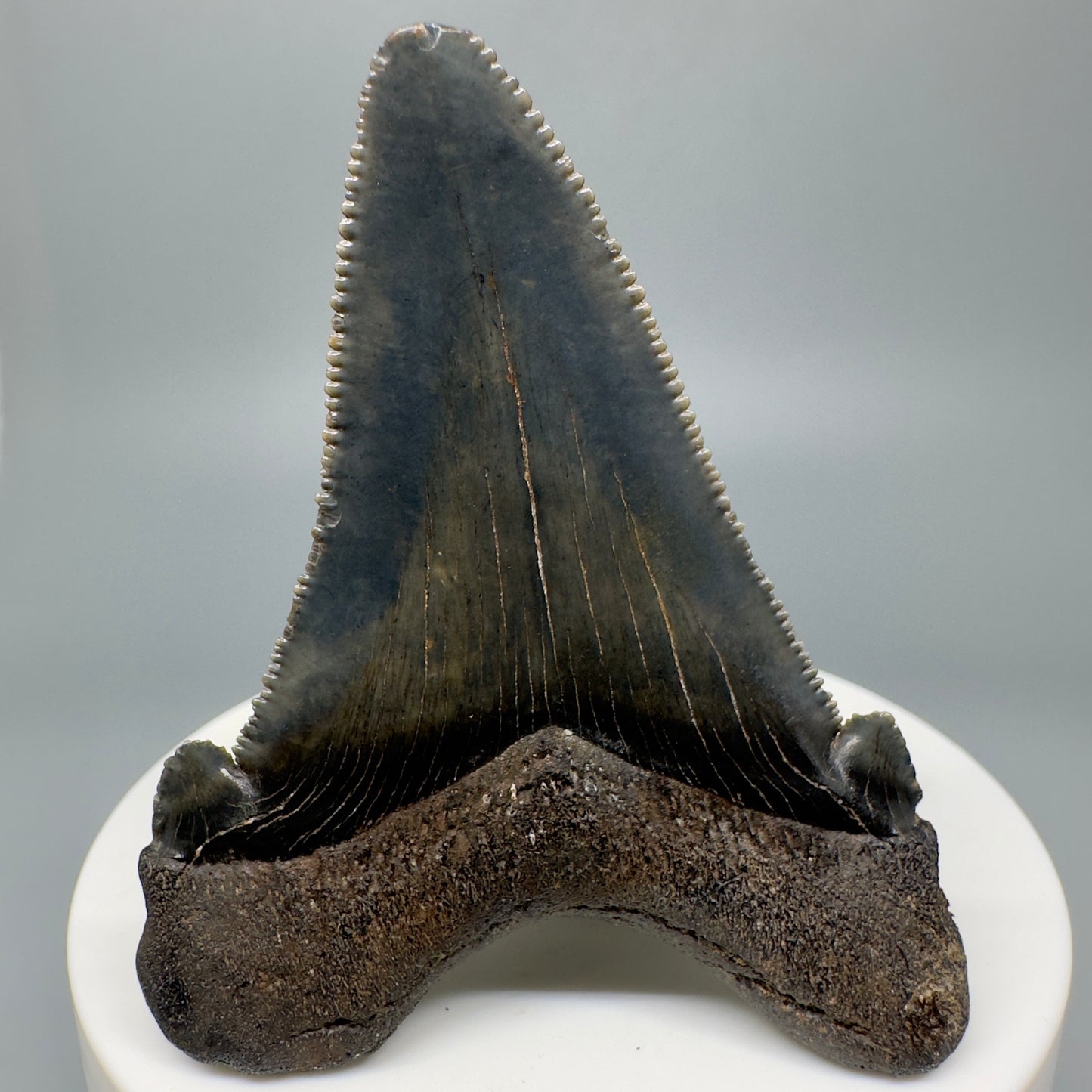 Colorful 2.45" Serrated Fossil Carcharocles angustidens Shark Tooth from South Carolina AN437 - Back
