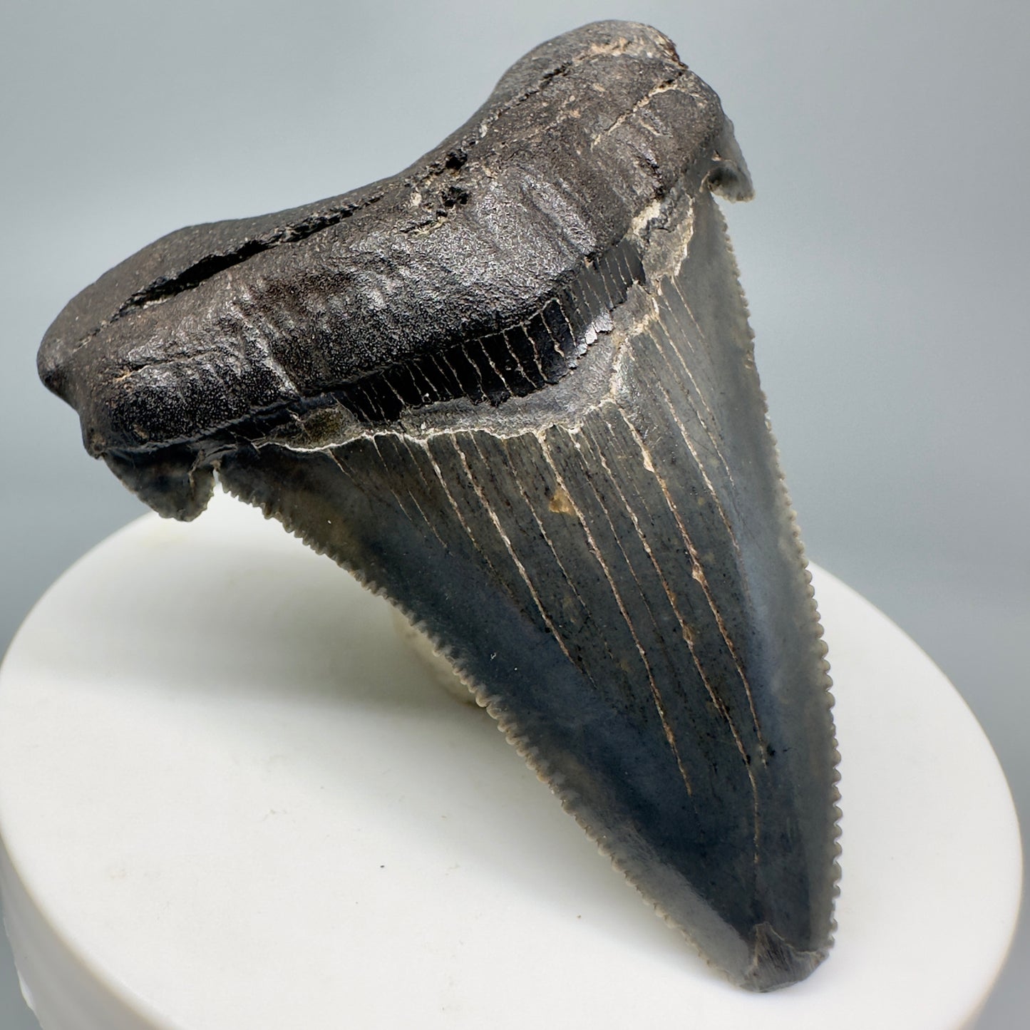 Colorful 2.45" Serrated Fossil Carcharocles angustidens Shark Tooth from South Carolina AN437 - Front Left