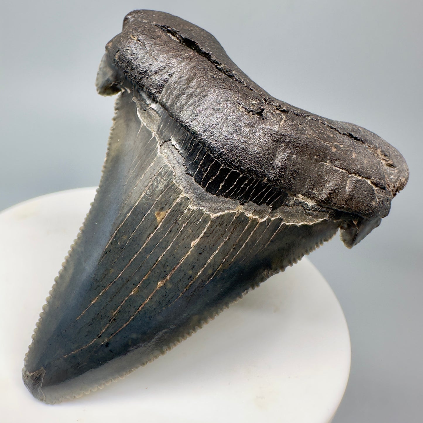 Colorful 2.45" Serrated Fossil Carcharocles angustidens Shark Tooth from South Carolina AN437 - Front Right