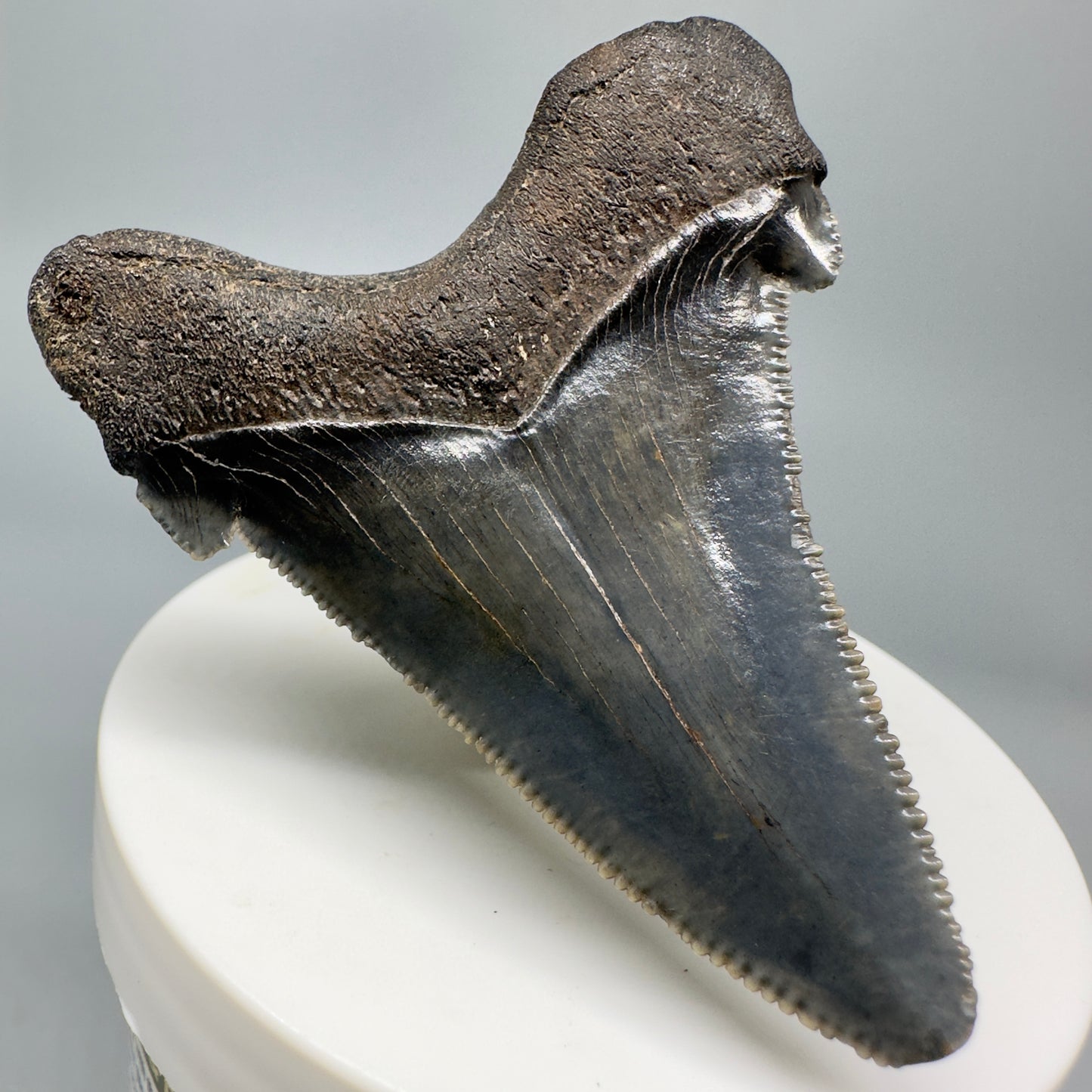 Colorful 2.45" Serrated Fossil Carcharocles angustidens Shark Tooth from South Carolina AN437 - Back Left