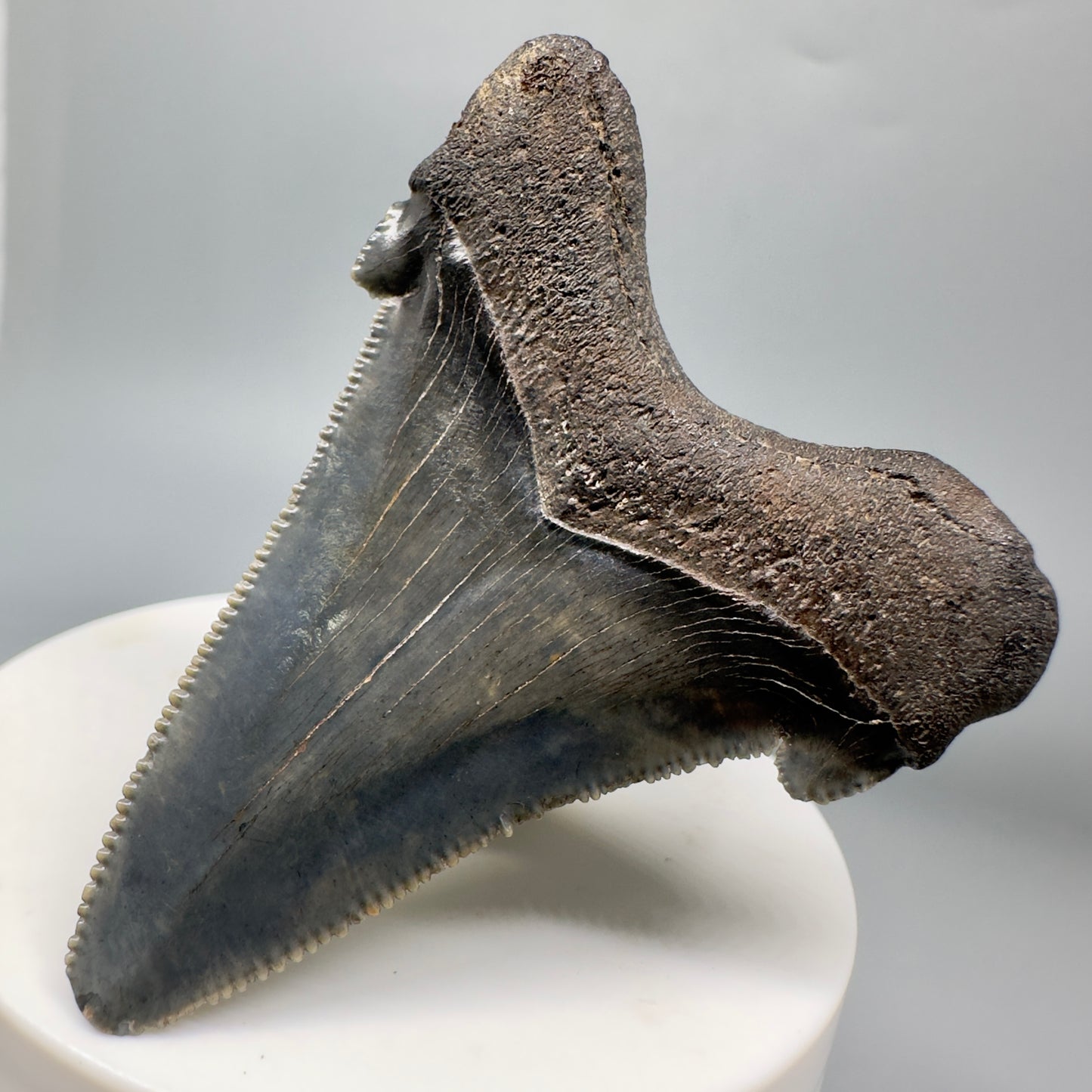 Colorful 2.45" Serrated Fossil Carcharocles angustidens Shark Tooth from South Carolina AN437 - Back Right