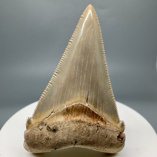 High Quality 2.21" Fossil Carcharocles angustidens Shark Tooth from Summerville, South Carolina AN436 - Front