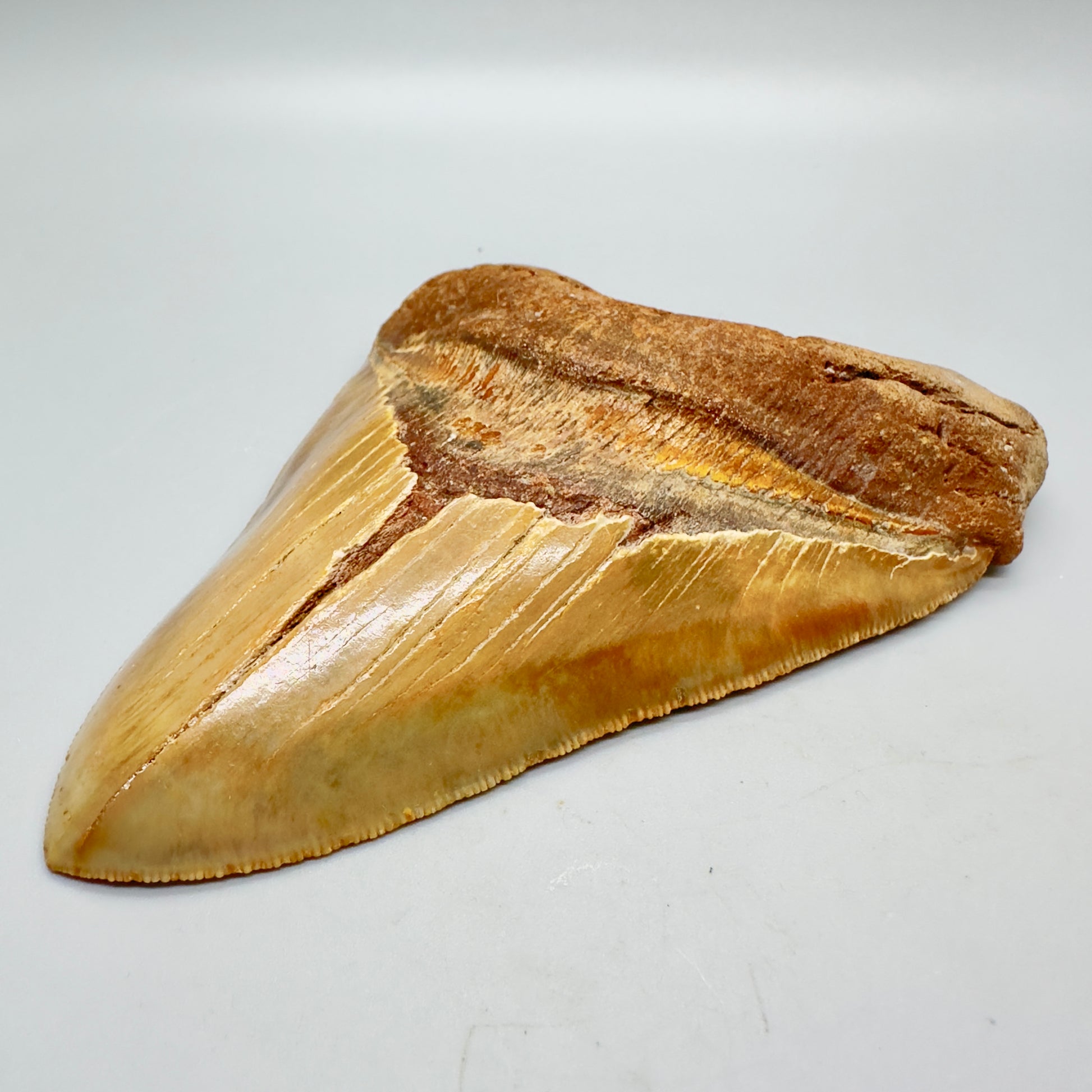 sharply serrated green and gold colors 5.39" long Fossil Megalodon Tooth from North Carolina CM4573 - Front right