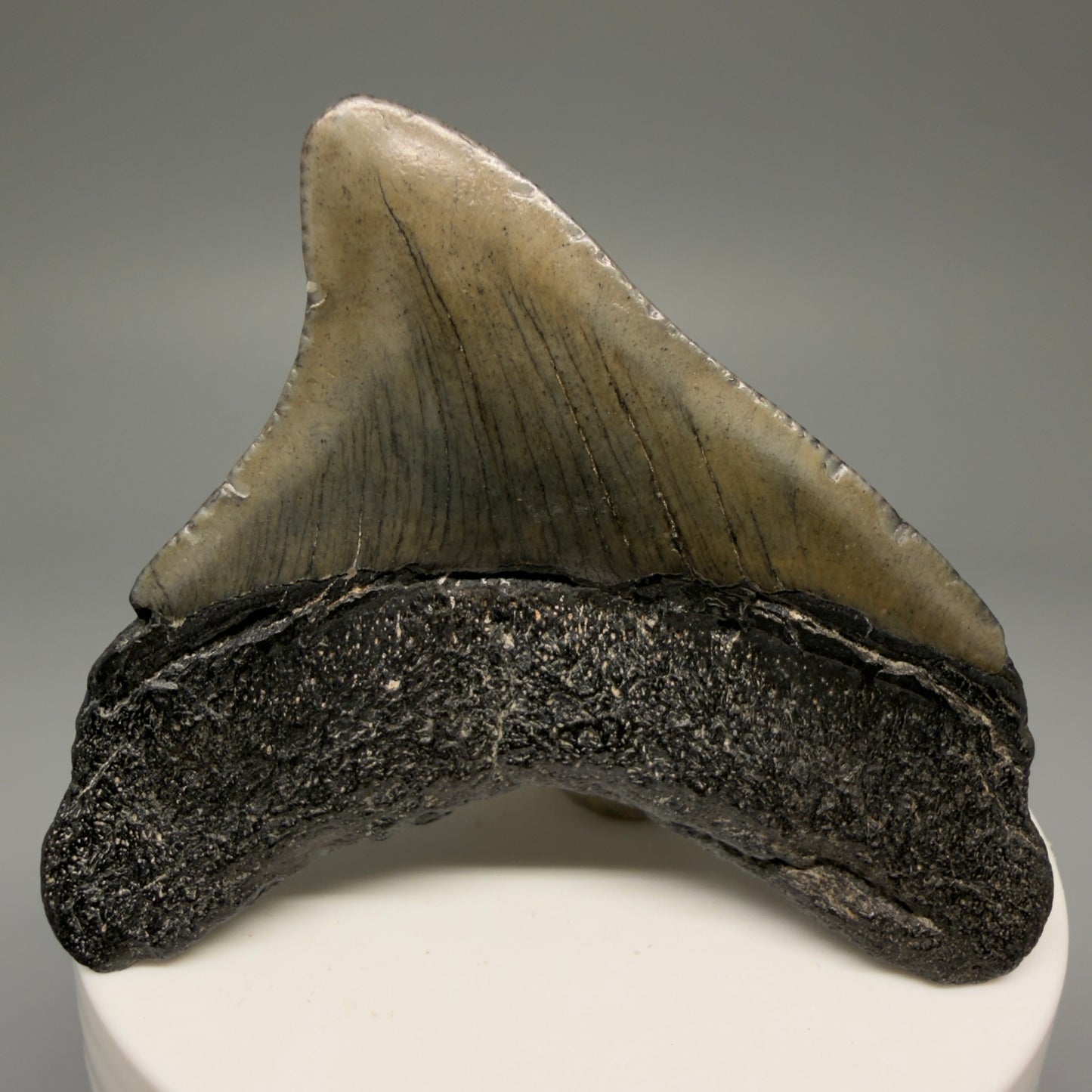 Back View 2.49" Posterior Fossil Megalodon Tooth – South Carolina River Find | Authentic Megalodon Tooth CM5628