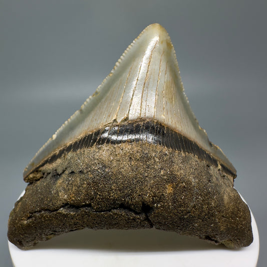 Lateral colorful, serrated 2.56" Fossil Megalodon Tooth from North Carolina CM70 - Front