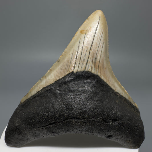 Lateral colorful 2.98" Fossil Megalodon Tooth from North Carolina CM5272 - Front