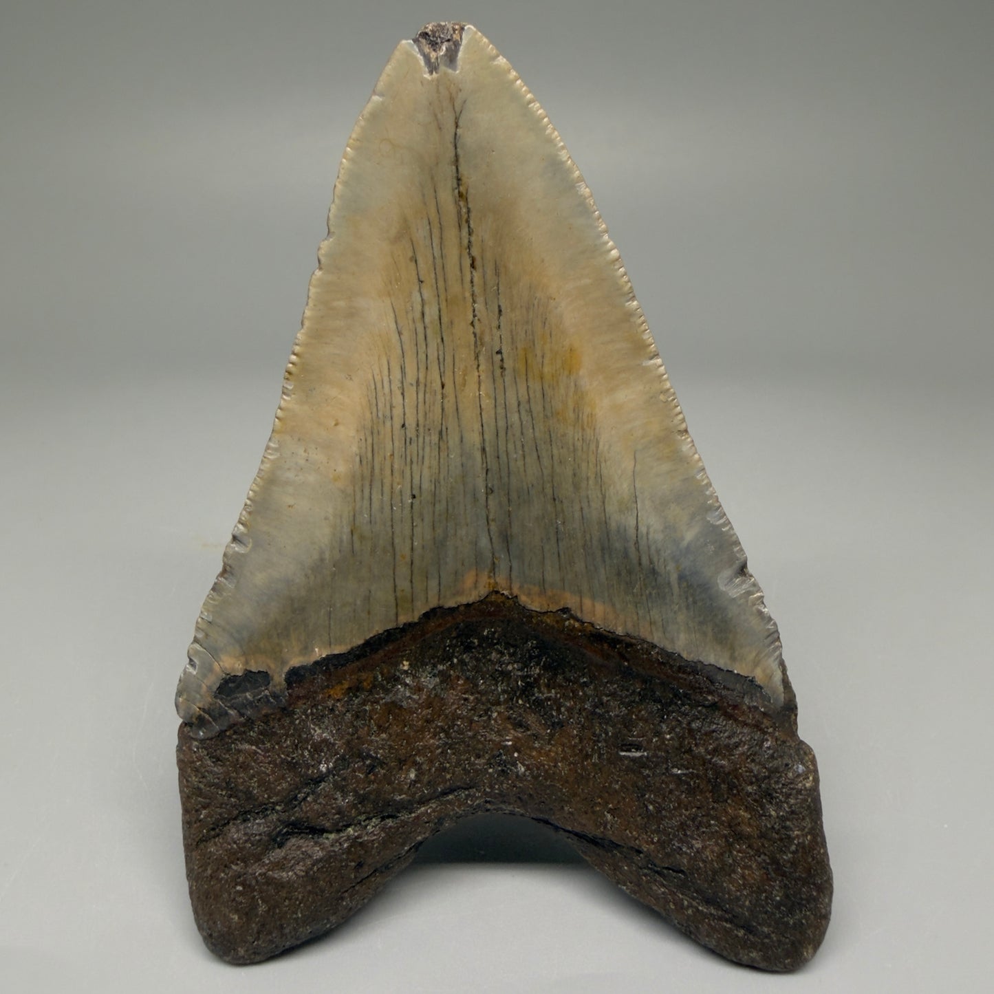 Back View 4.03" Authentic Megalodon Tooth – North Carolina Fossil | Carcharocles megalodon CM5635
