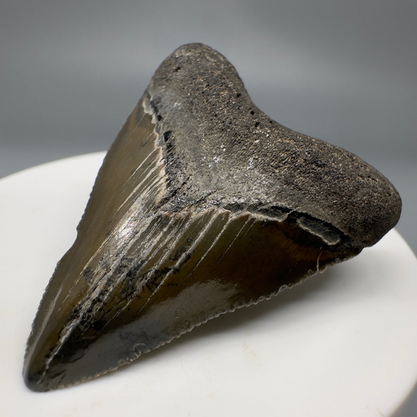 Baby anterior 1.81" Fossil Megalodon Shark Tooth from South Carolina CM5263 - front Back