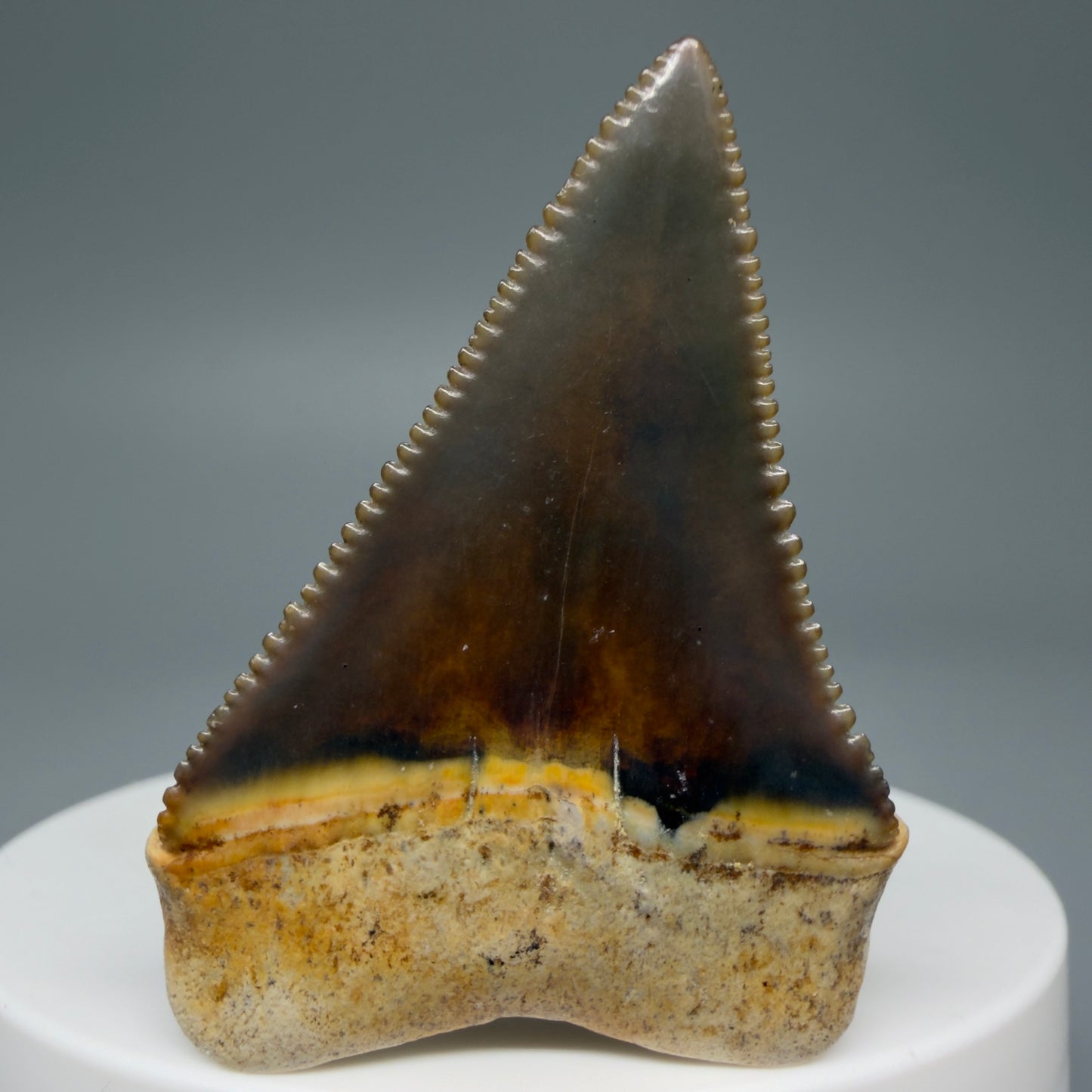 Back View Collector's Quality, colorful 1.79" long Fossil Great White Tooth from the deserts of Peru GW1264
