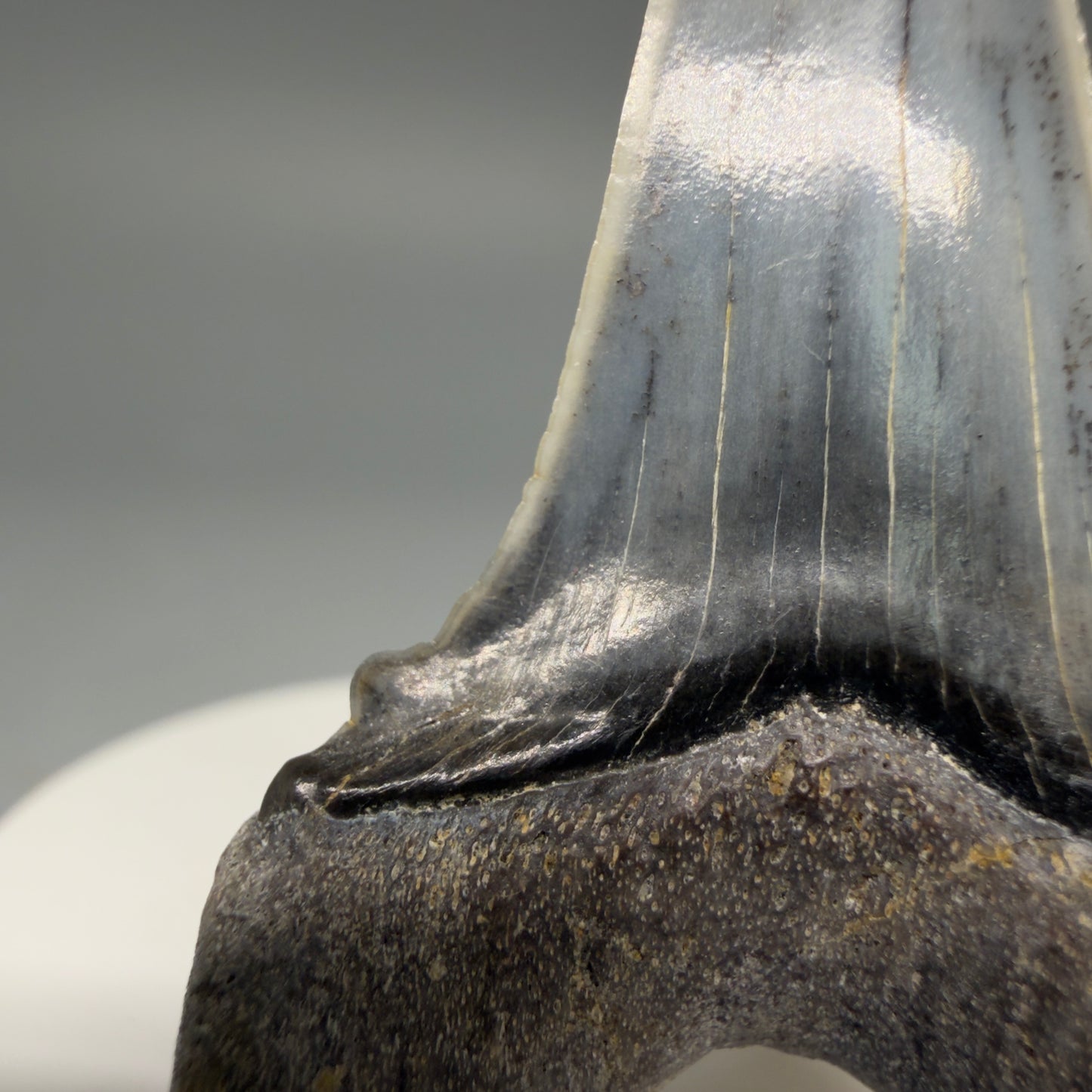 Detail of cusp Stunning, high quality 2.05" long Fossil Transitional Great White - Carcharodon hubbelli Tooth from Peru | Authentic Fossil for Sale at Megalodonteeth.com GW1261- 1