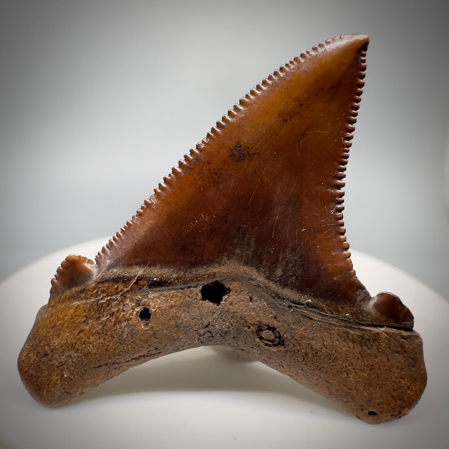 Red/Brown, serrated 1.85" Serrated Fossil Carcharocles angustidens Shark Tooth from South Carolina AN441 - Back 1