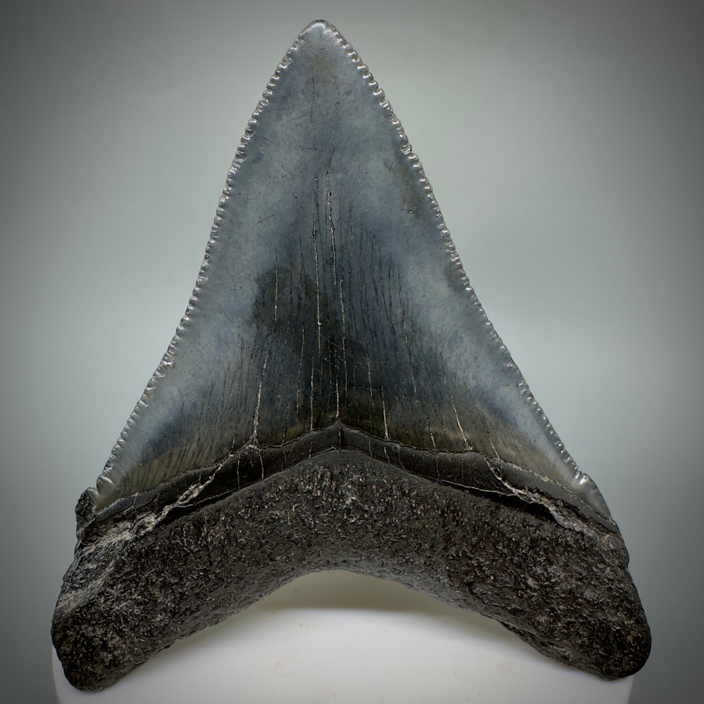 Colorful, large 3.03" Serrated Fossil Carcharocles angustidens Shark Tooth from South Carolina AN447 - Back