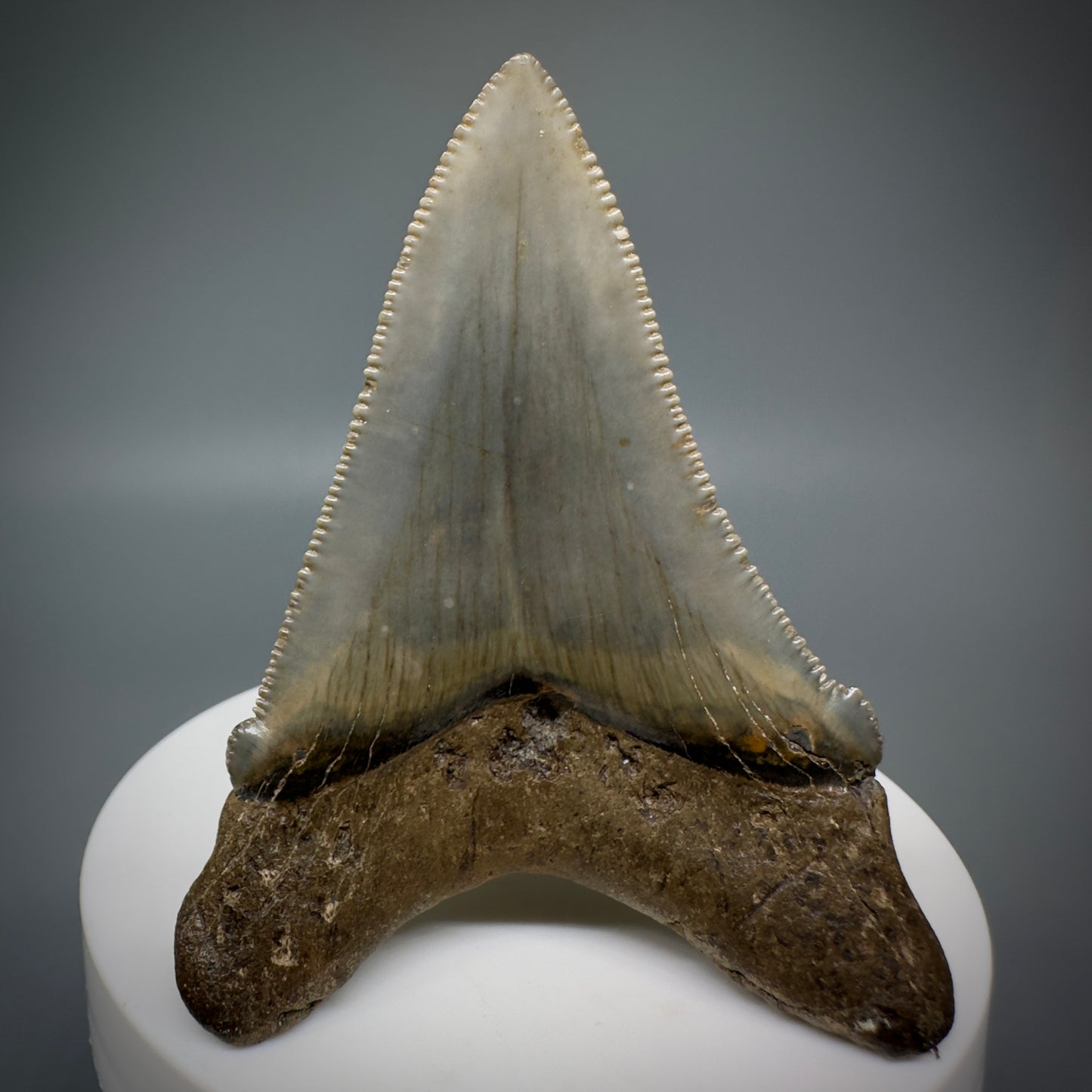 Spectacular 2.64" Fossil Carcharocles angustidens Shark Tooth from Summerville, South Carolina AN445 - Back
