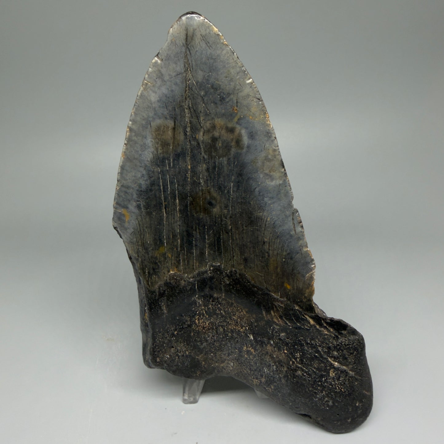Back View HUGE 6.23" Fossil Megalodon Shark Tooth - Wilmington North Carolina CM5647