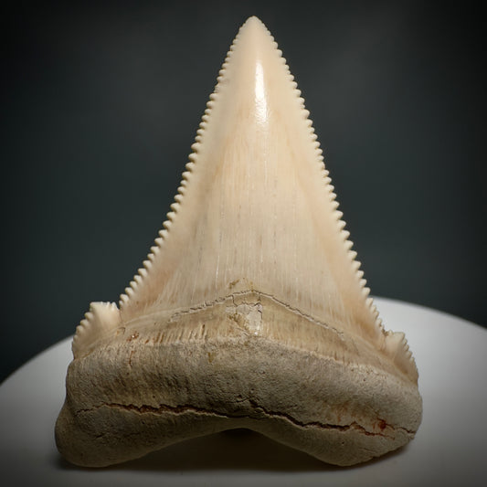 Spectacular 1.76" Fossil Carcharocles angustidens Shark Tooth from Summerville, South Carolina AN448 - Front