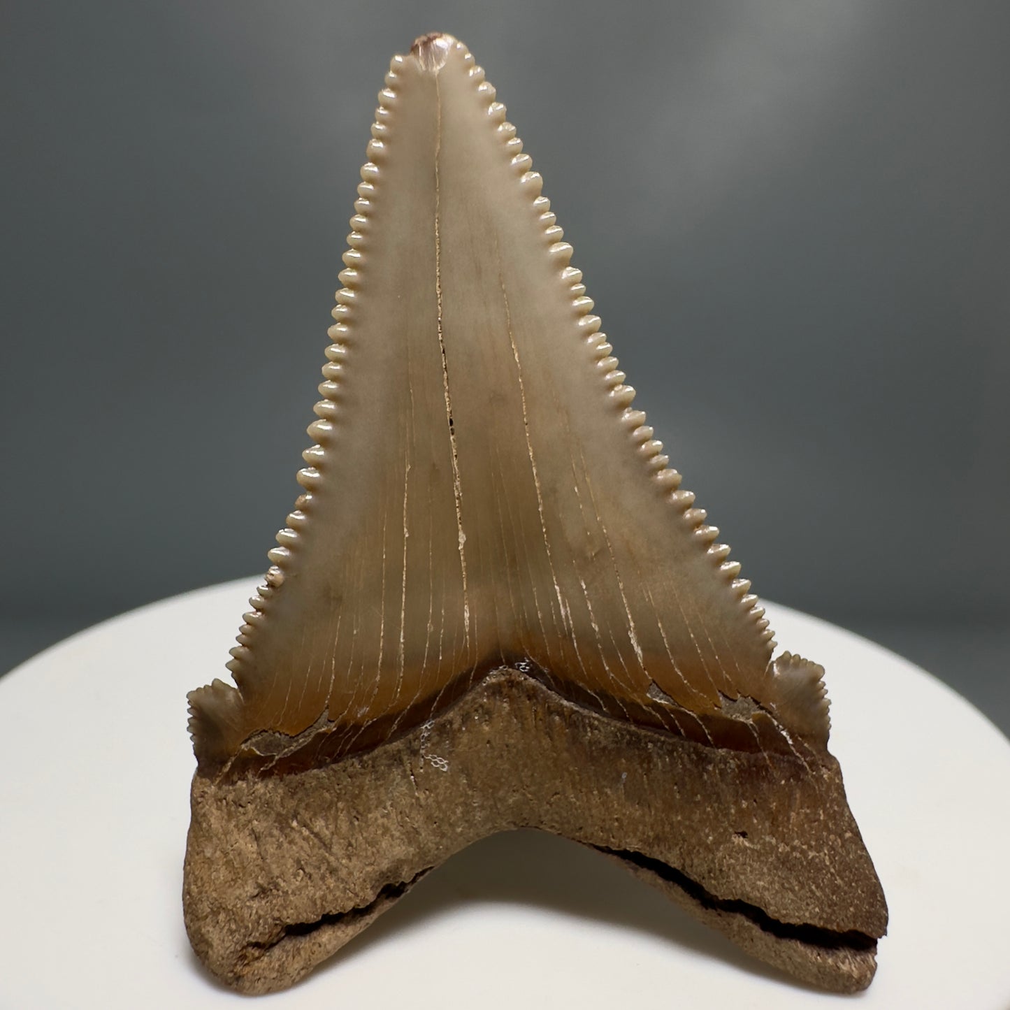 Colorful 1.76" Fossil Carcharocles angustidens Shark Tooth from Summerville, South Carolina AN440 - Back