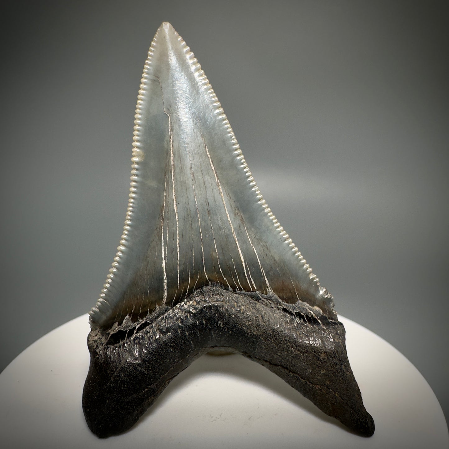 Spectacular 2.50" Serrated Fossil Carcharocles angustidens Shark Tooth from South Carolina AN443 - Back