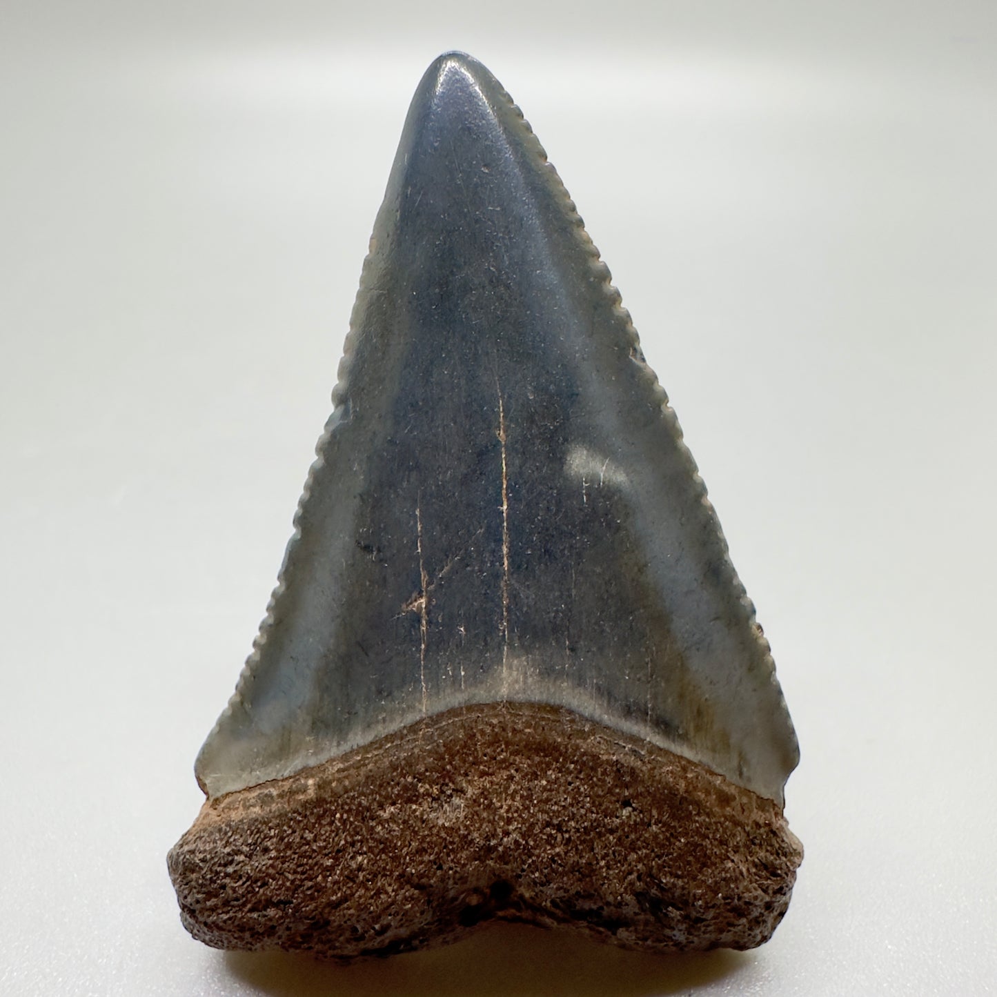 1.82" Fossil Great White Tooth: Beauty from South Carolina GW1057 - Front