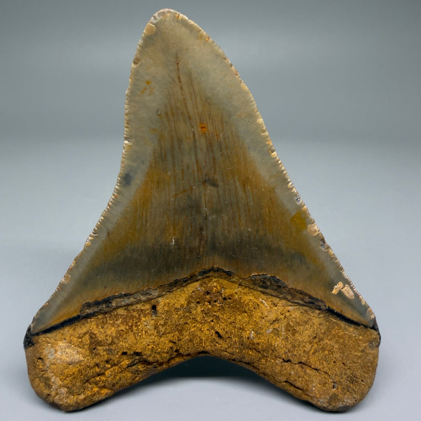 Back View Colorful 3.81" Fossil Megalodon Tooth from North Carolina - megalodonteeth.com CM5672
