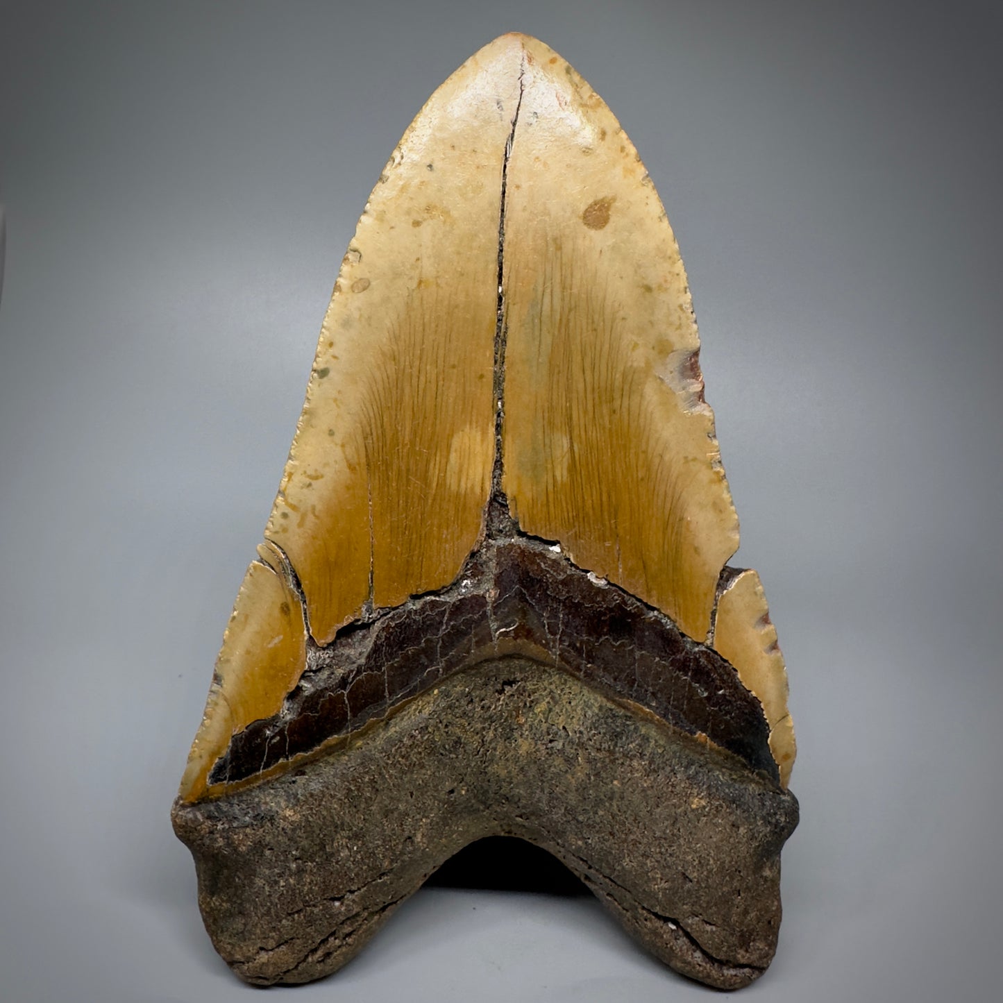 HUGE 6.15" Fossil Megalodon Shark Tooth - Wilmington North Carolina CM5304 - Back