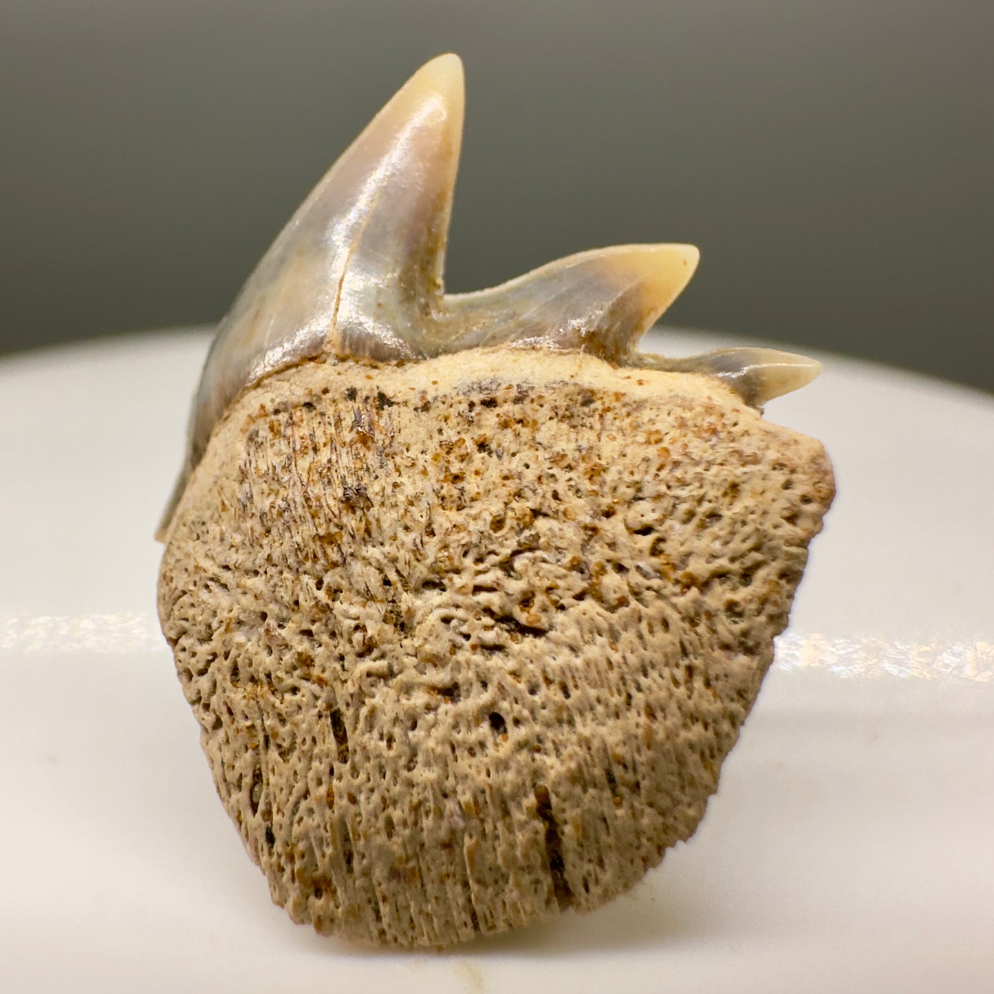 Rare Upper 0.78" long Fossil Hexanchus gigas - Sixgill Cow Shark tooth from Sacaco, Peru R526 - Front