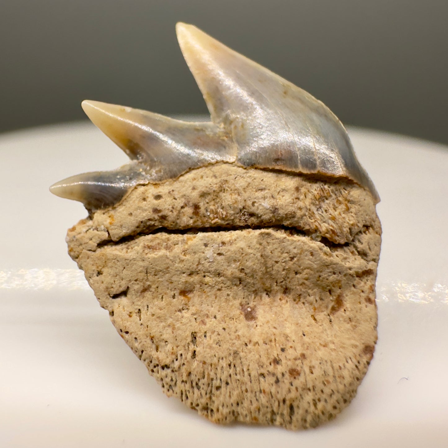 Rare Upper 0.78" long Fossil Hexanchus gigas - Sixgill Cow Shark tooth from Sacaco, Peru R526 - Back