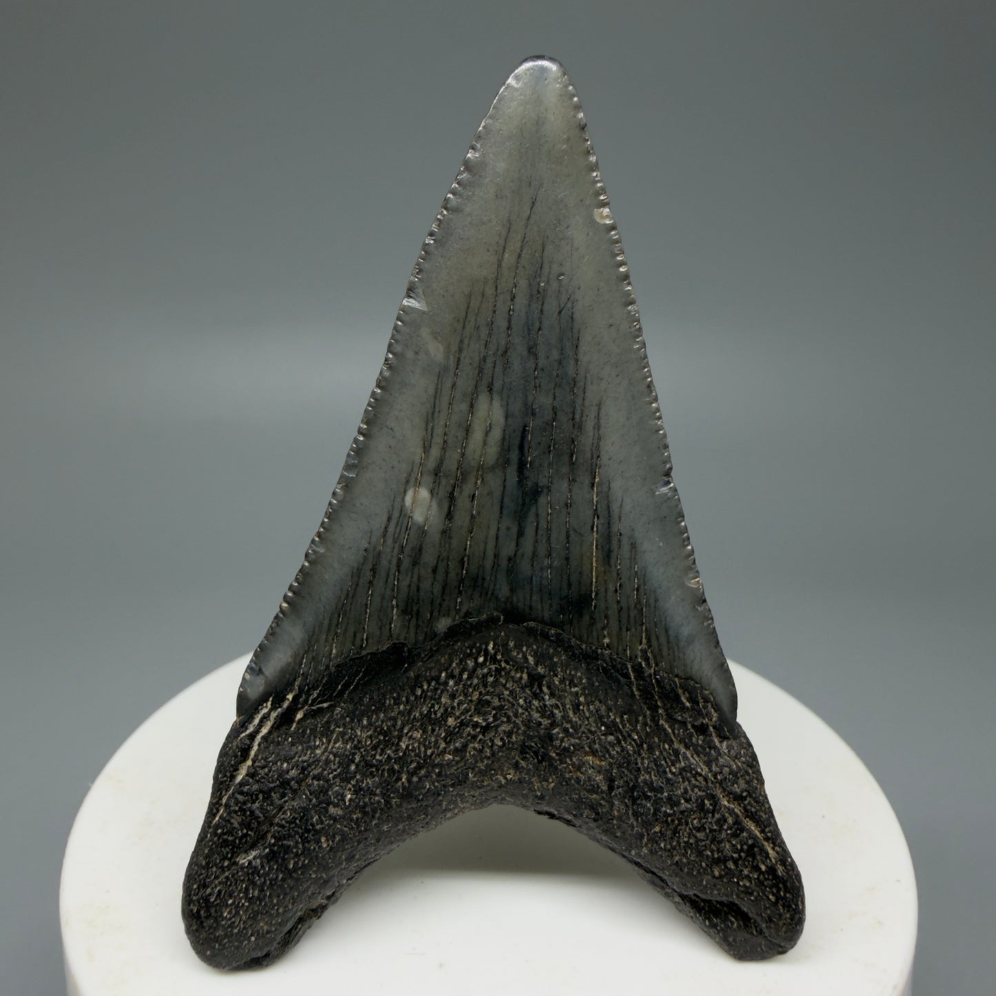 Back View Dark Colors 2.62" Fossil Megalodon Tooth from South Carolina CM6035